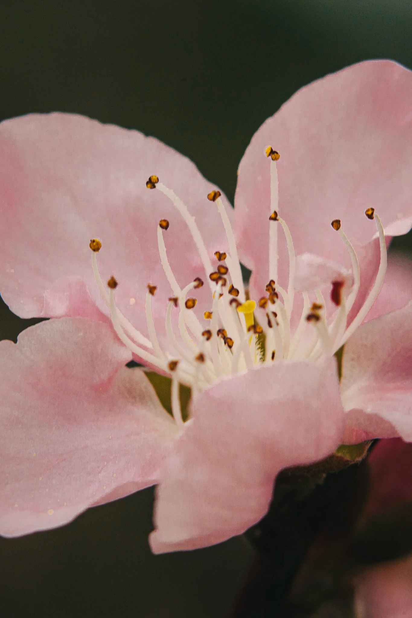 Close-up of a pink flower with numerous stamens and a dark green background.