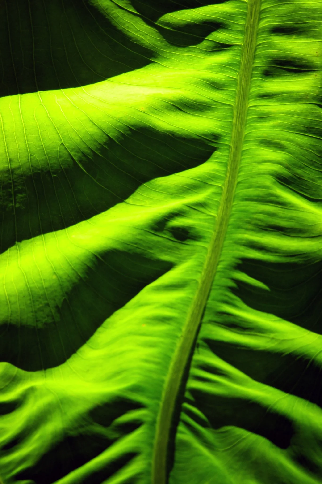 Close-up of green tropical leaves with prominent veins, with some parts in shadow and others illuminated by sunlight.
