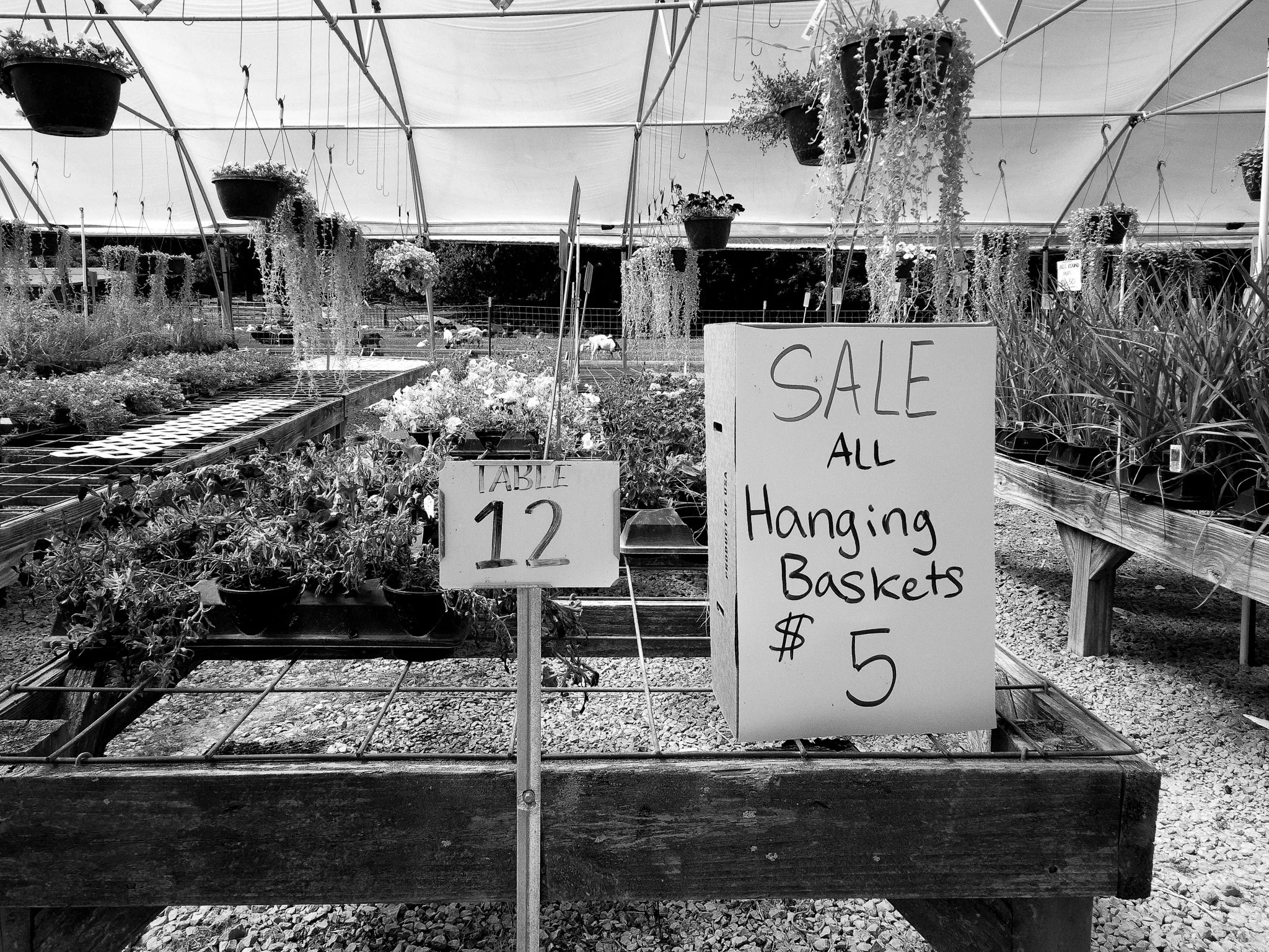 A greenhouse with hanging pots and plants, with signs indicating a sale on hanging baskets for $5 and a table of other plants priced at $12.