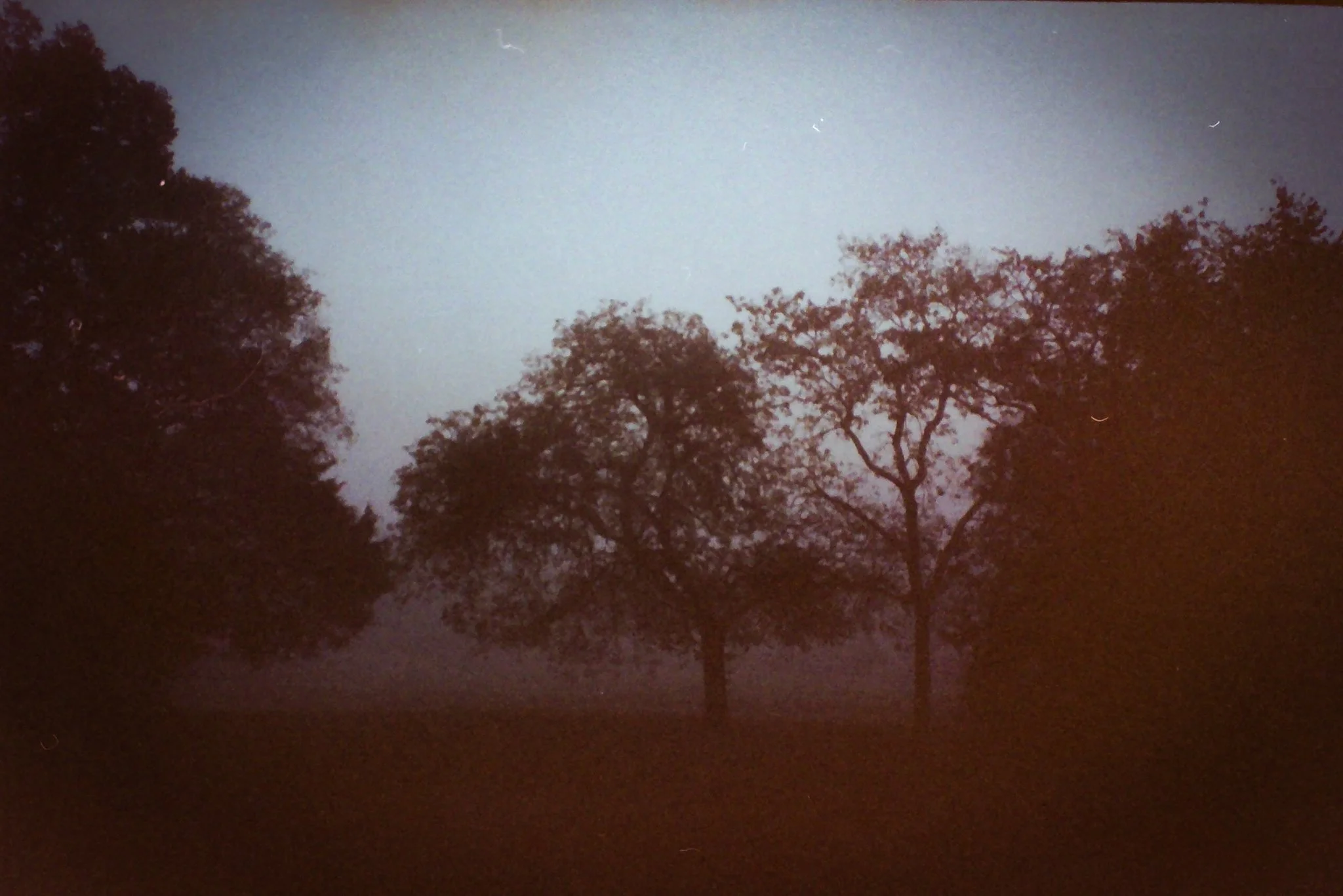 Nighttime scene showing sky with some lightning flashes and silhouettes of tall trees with dense foliage.