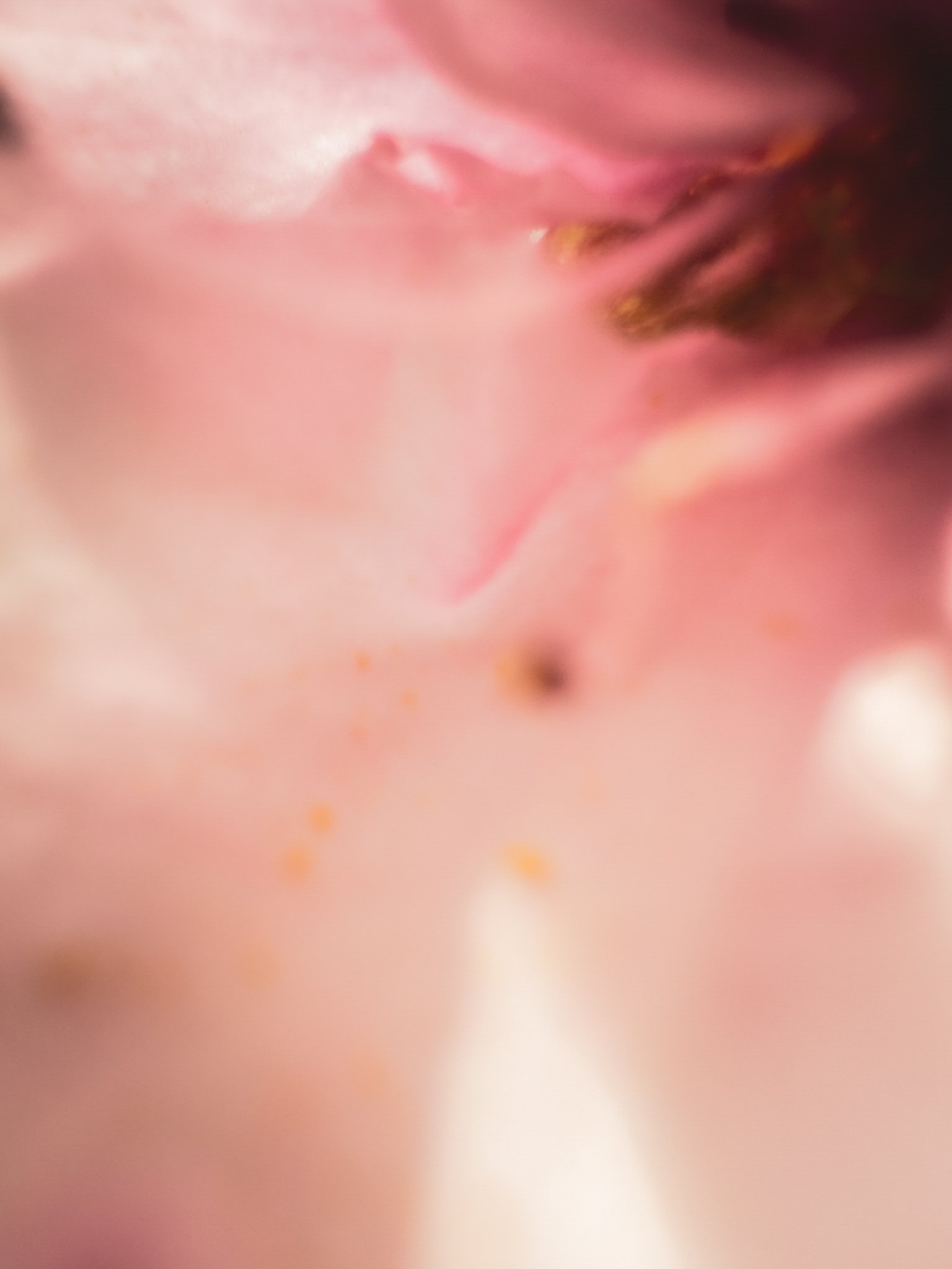 Close-up of a person's lips and chin with soft pink and peach tones.