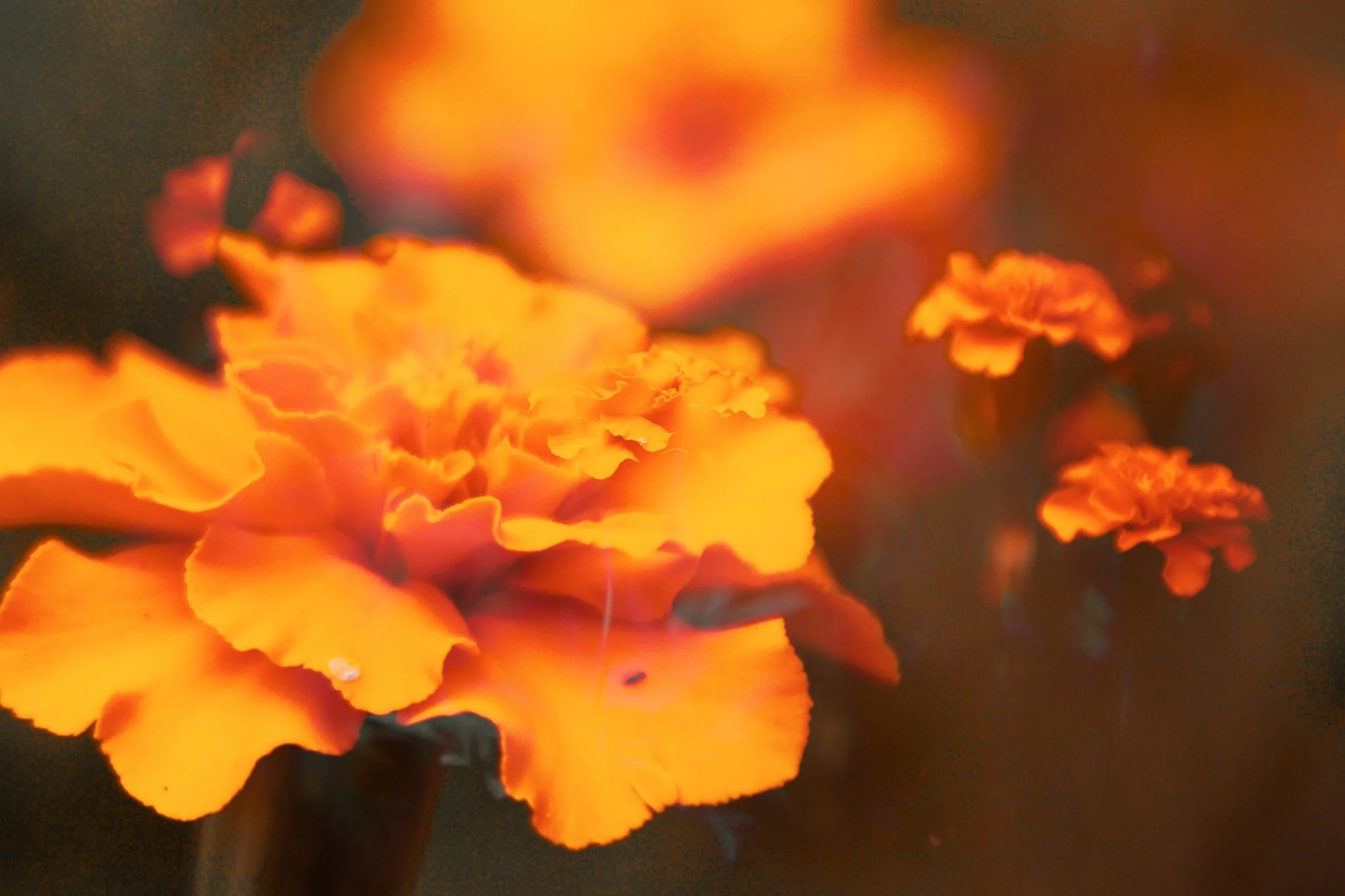 Close-up of vibrant orange and yellow marigold flowers with a blurred dark background.