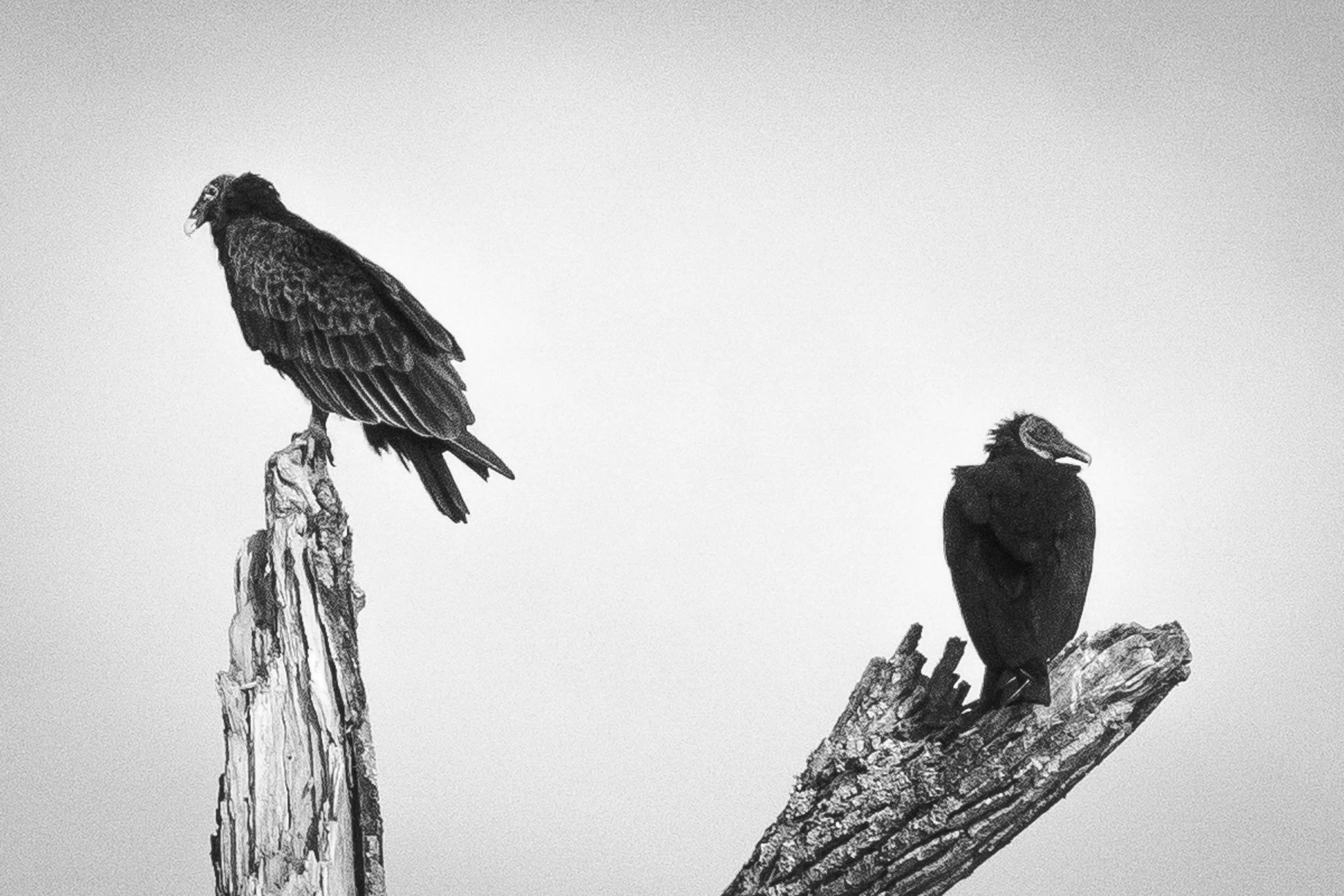 Black and white drawing of a bird perched on a weathered tree branch, with another bird sitting on the same branch.