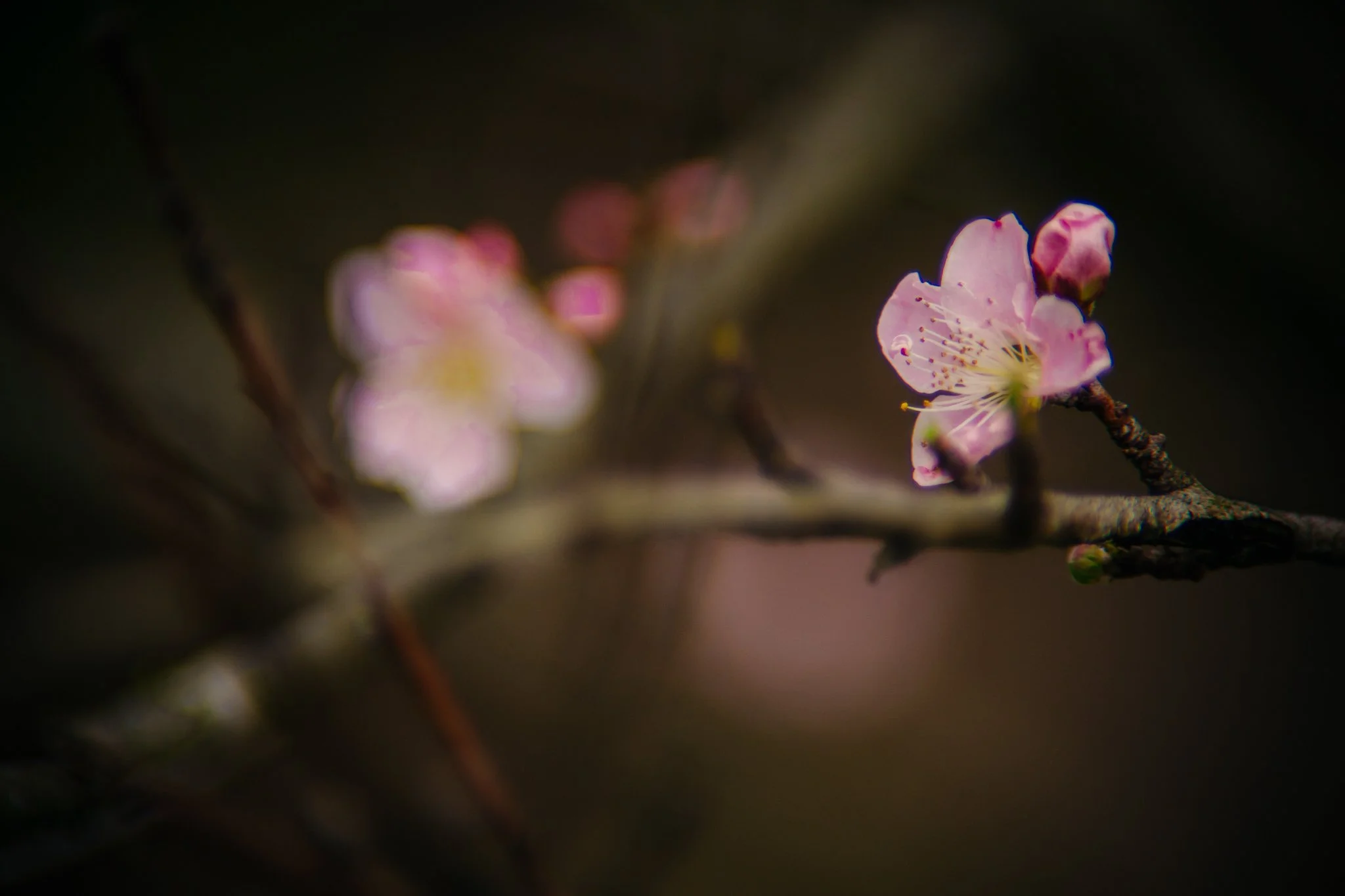 Close-up of pink blossoms on a dark branch, with a blurred background.