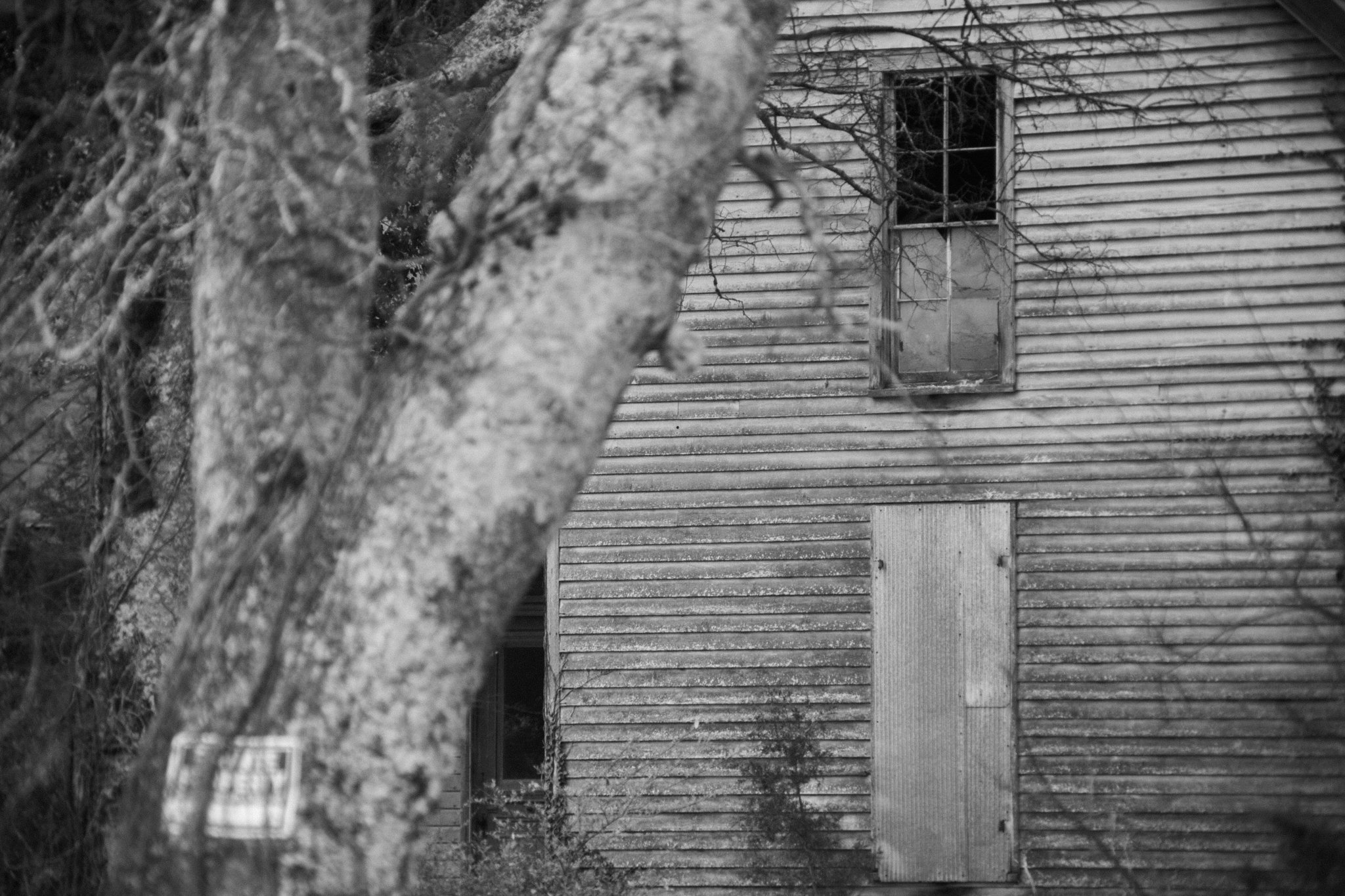 Black and white photo of an old wooden house with a boarded-up window and a covered door, partially obscured by a large, leafless tree in the foreground.