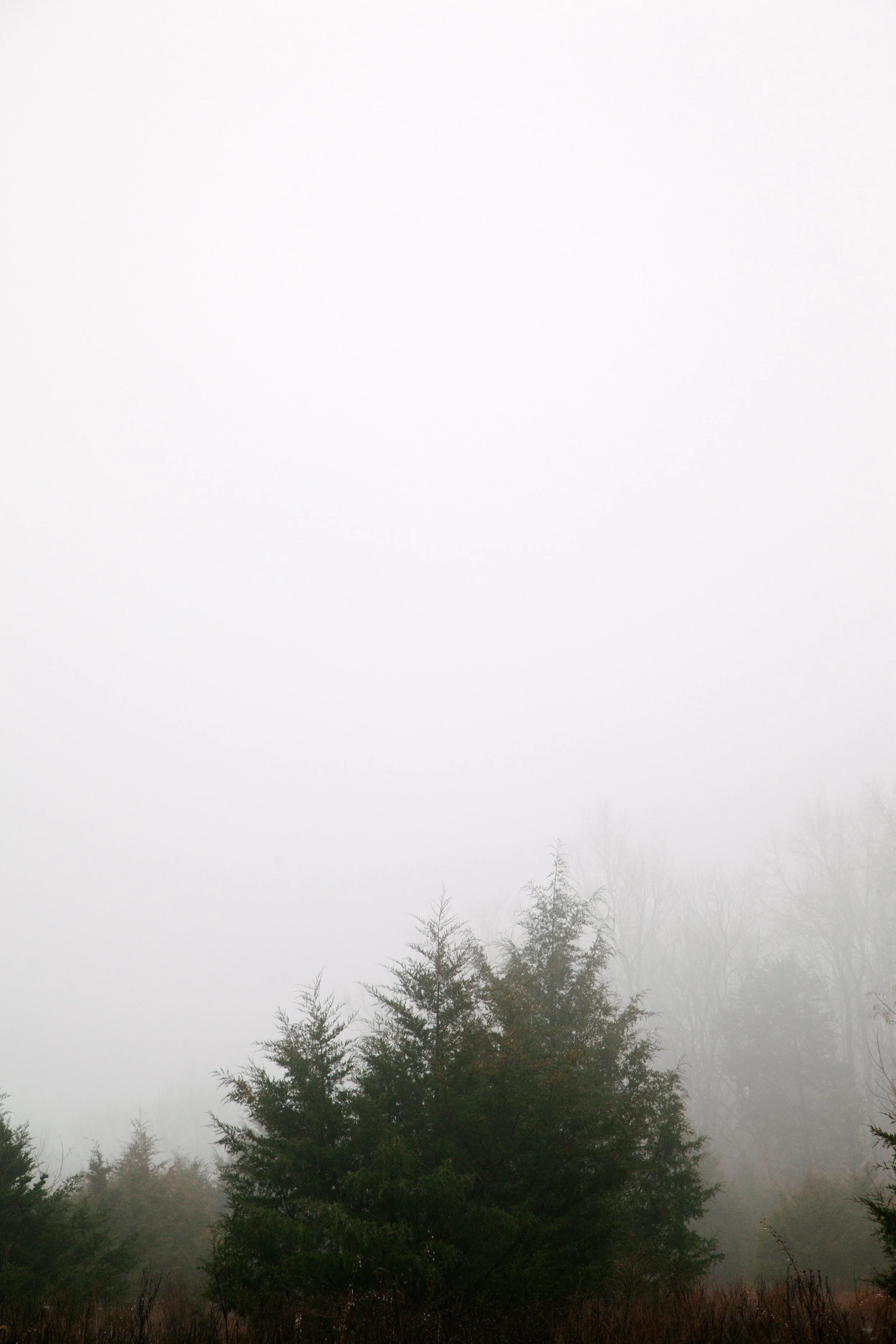 A foggy landscape with tall evergreen trees at the bottom of the image and dense fog obscuring the background, creating a mysterious and serene atmosphere.