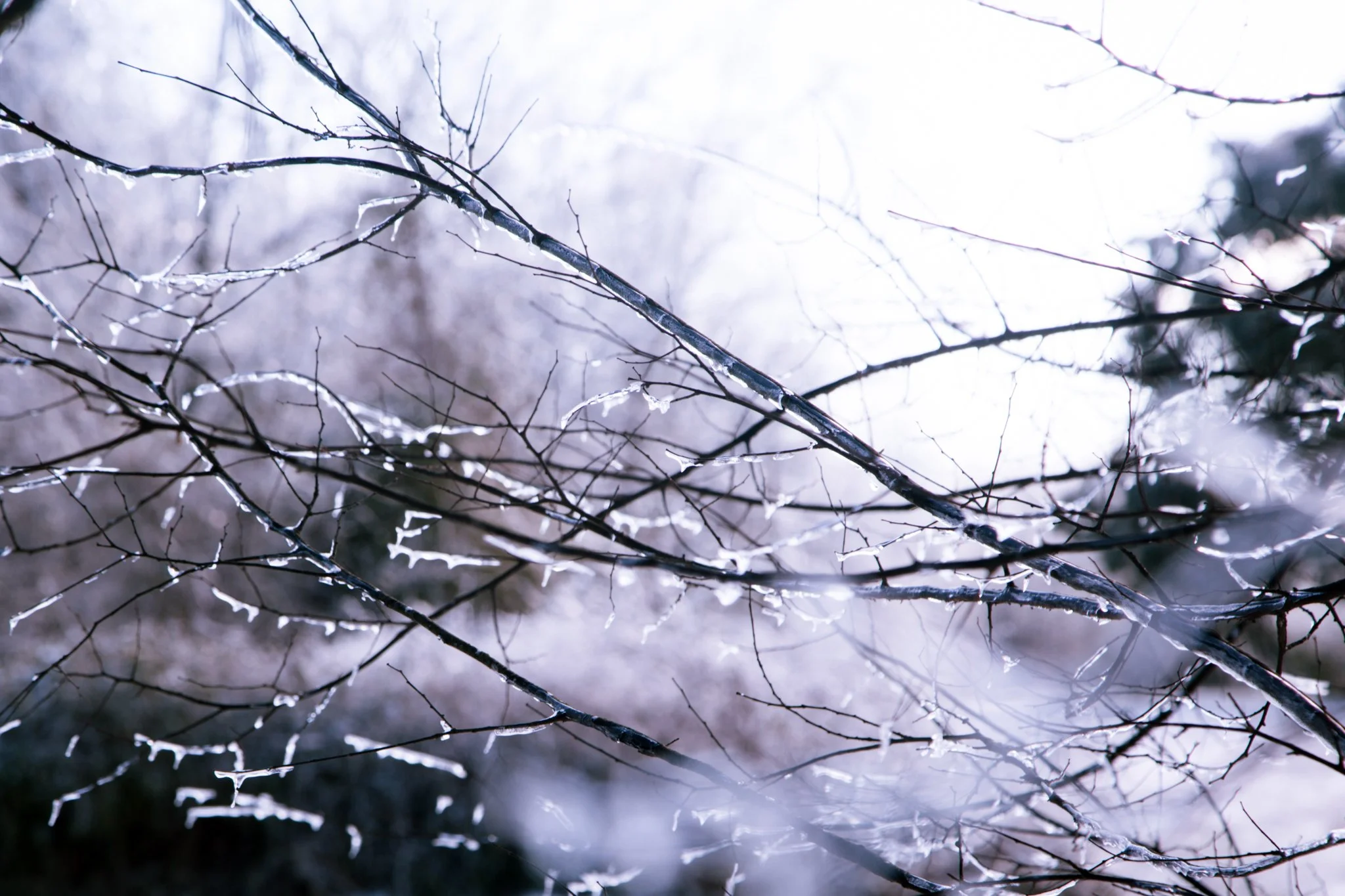 Close-up of thin tree branches with ice and snow on a winter day, with a blurred snowy background.