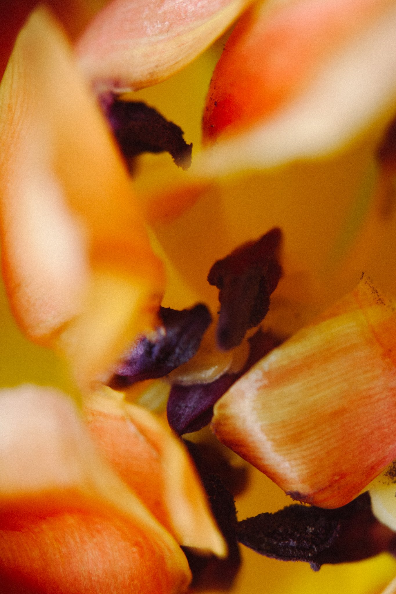 Close-up of a yellow and orange flower with dark purple or black stamens.