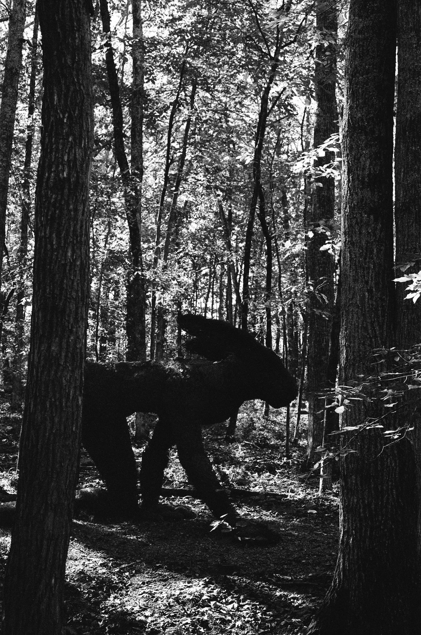 A black and white photo of a dense forest with tall trees and a bear walking through the woods.