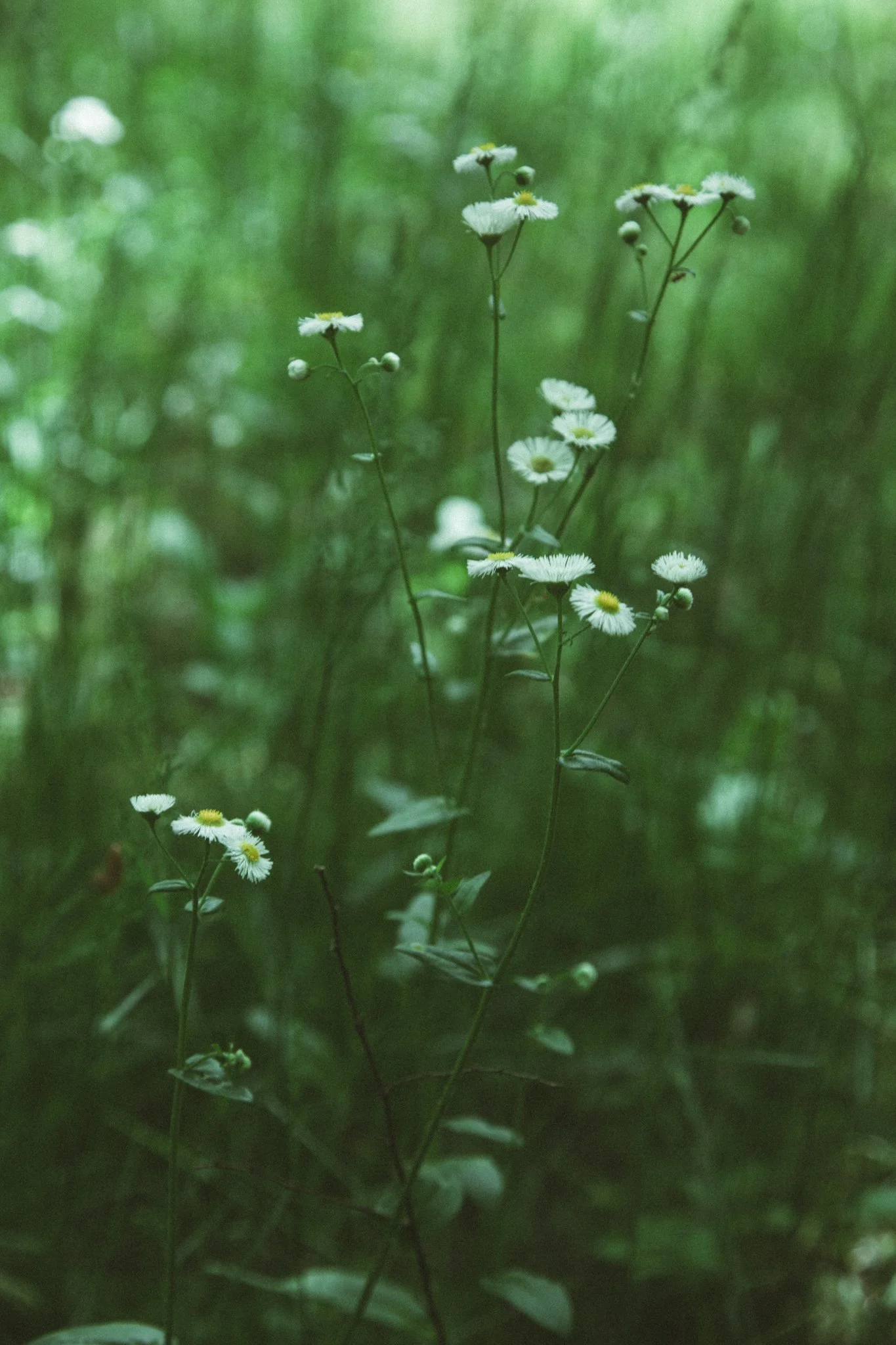Close-up of small white daisies with yellow centers growing in a lush green, forested environment.