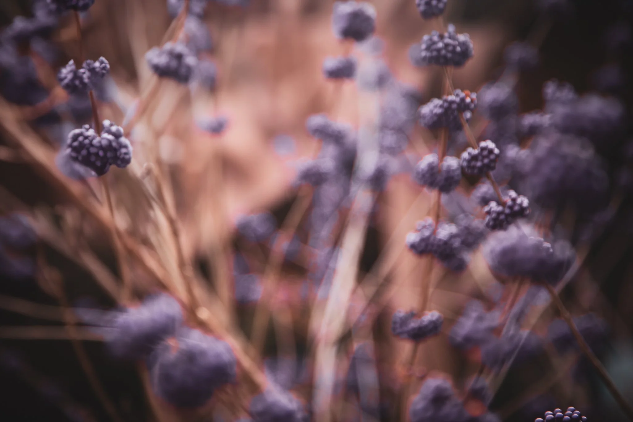 Close-up of small black or dark purple berries on thin branches with a blurred background.