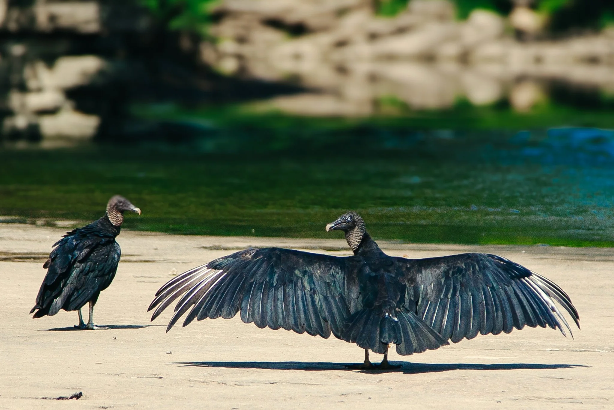 Two wild turkeys on a sandy area near water. One turkey has its wings spread open, and the other stands nearby.
