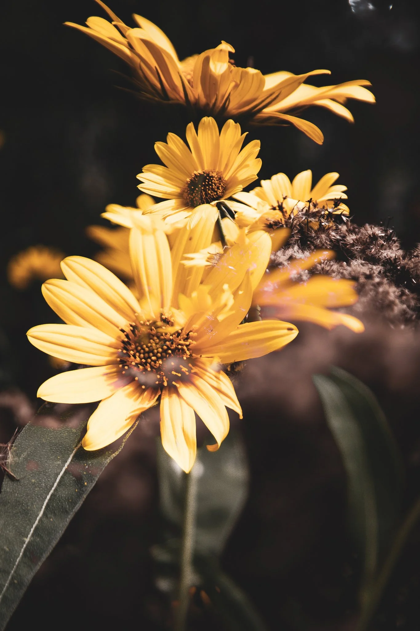 Close-up of yellow daisies with dark background and some dandelion-like seed heads.