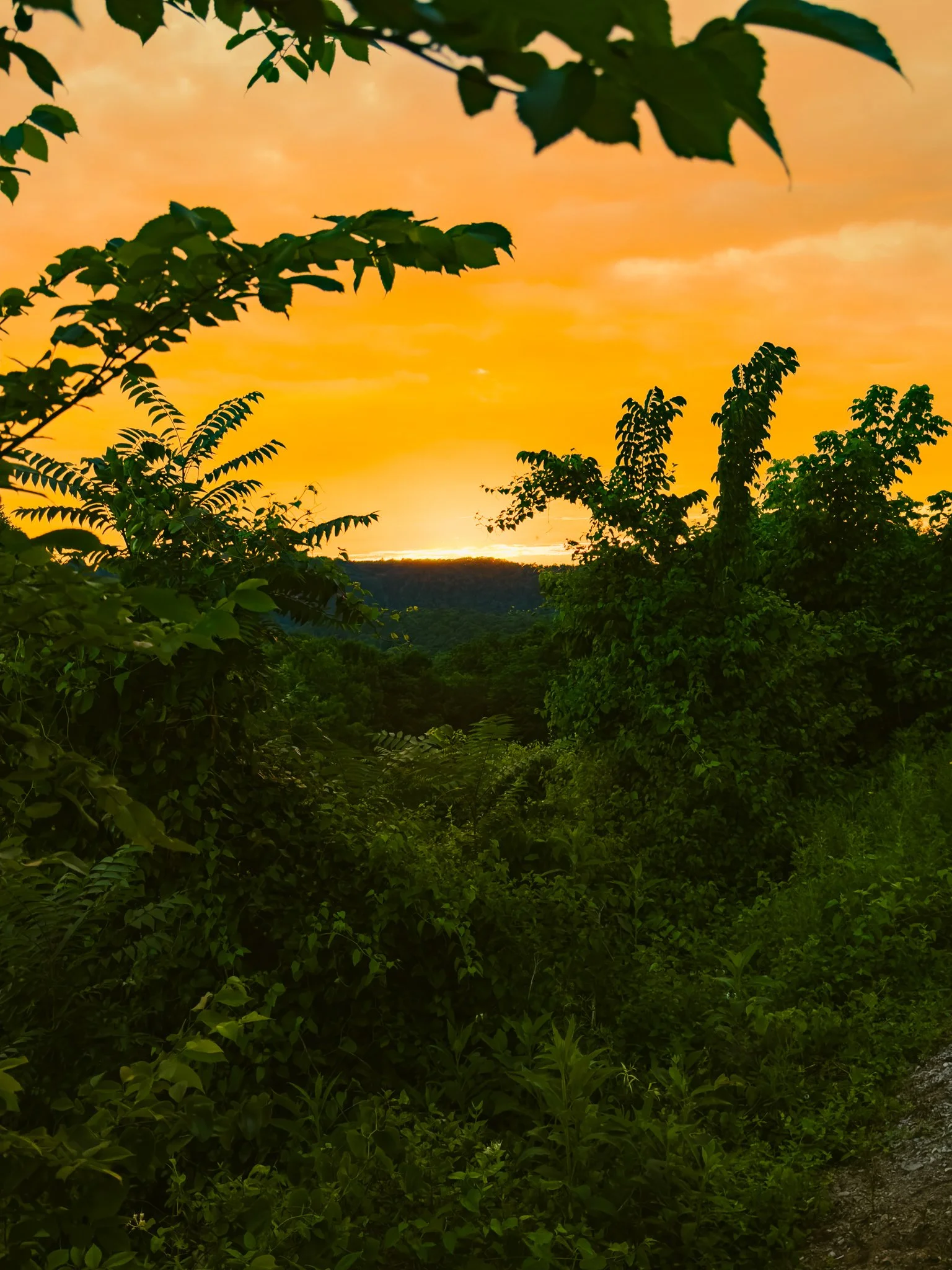 A lush green forest with various leafy trees and plants, with a vibrant orange-yellow sunset sky in the background.