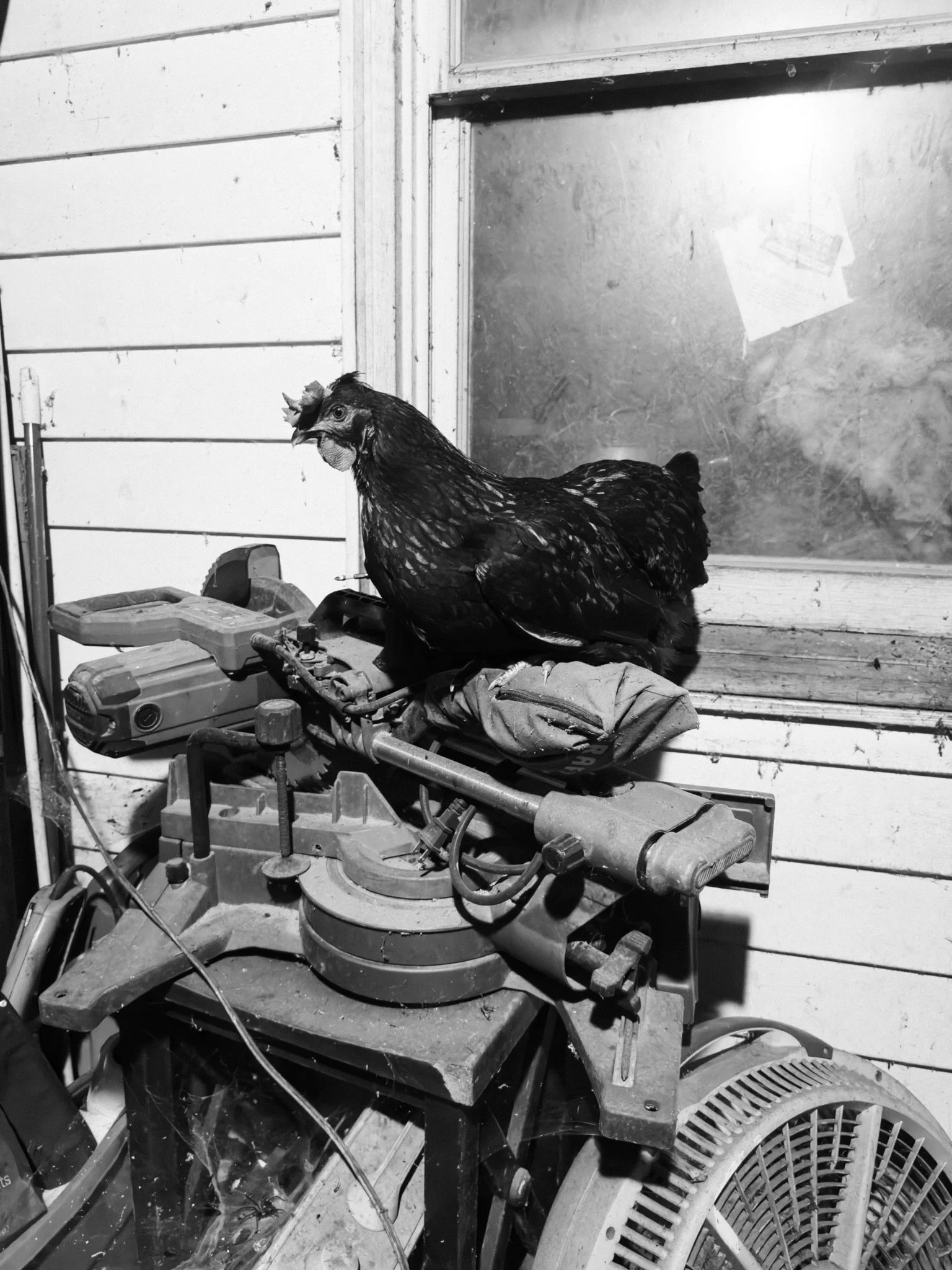Black chicken standing on a workbench in a workshop with tools and equipment around.