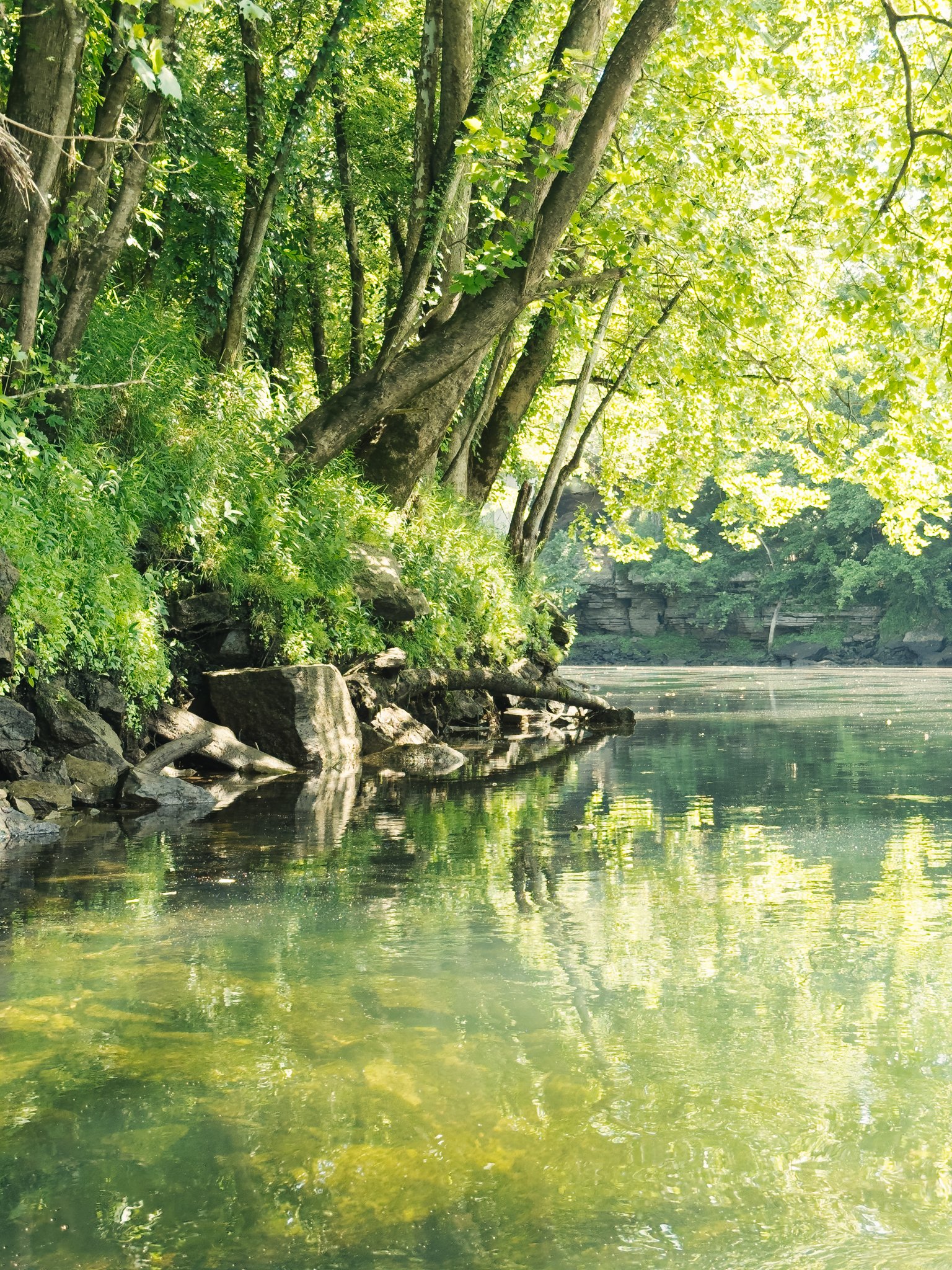 A river flowing by a lush, green forest with trees leaning over the water and large rocks along the riverbank, under bright sunlight.