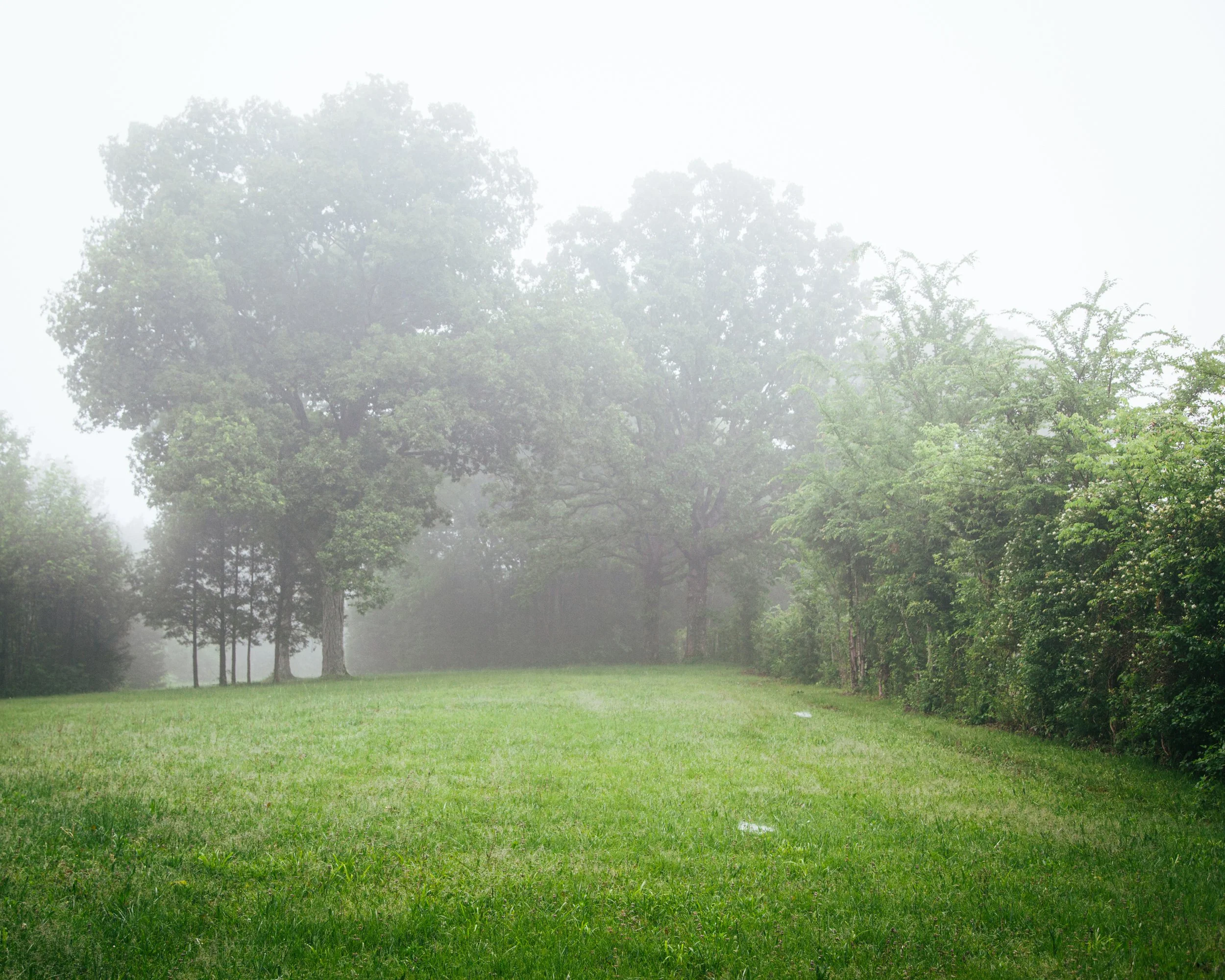 Green grass field with trees and foggy sky in the background.