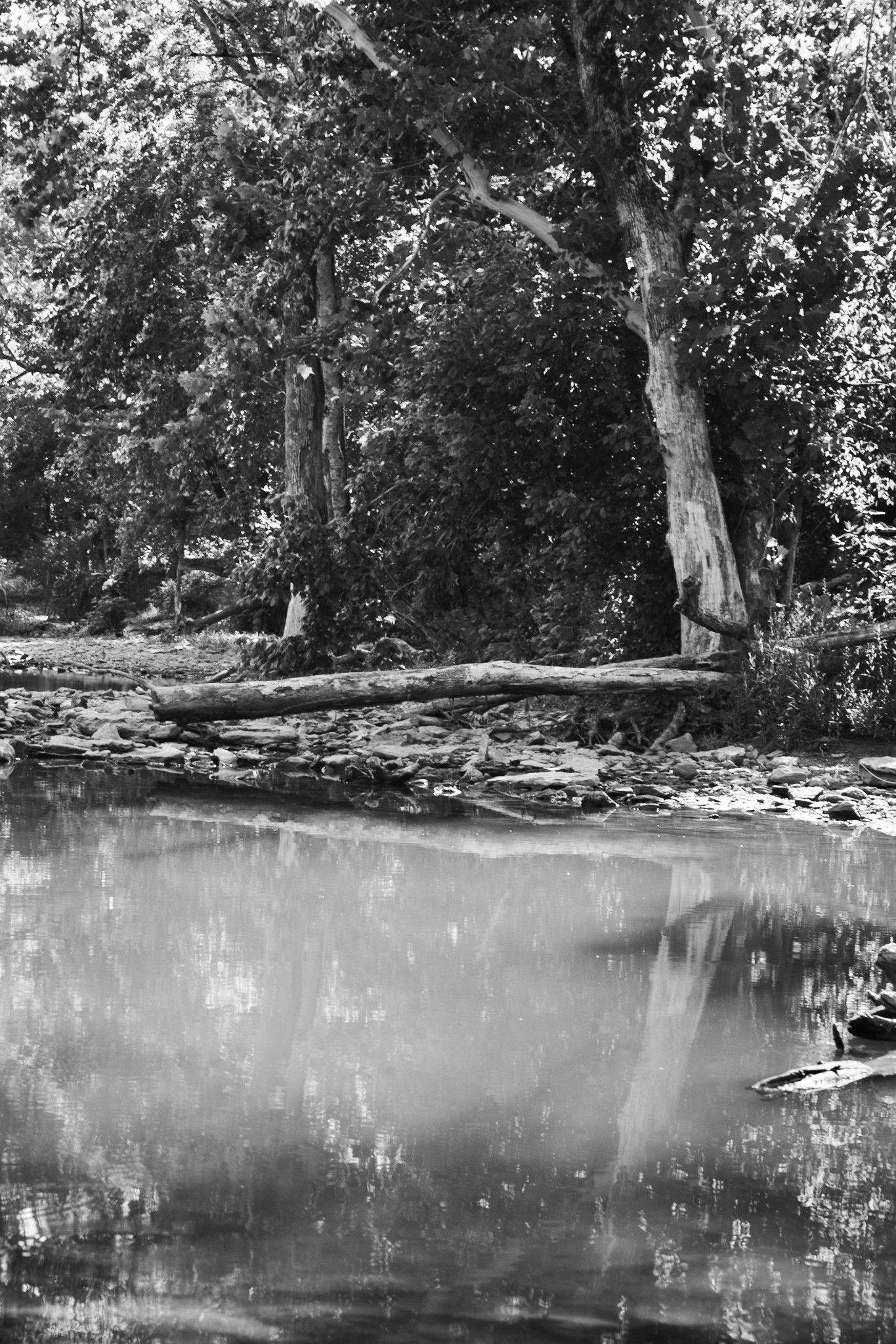 A black and white photograph of a river with a rocky shoreline and a dense forest of tall trees in the background.