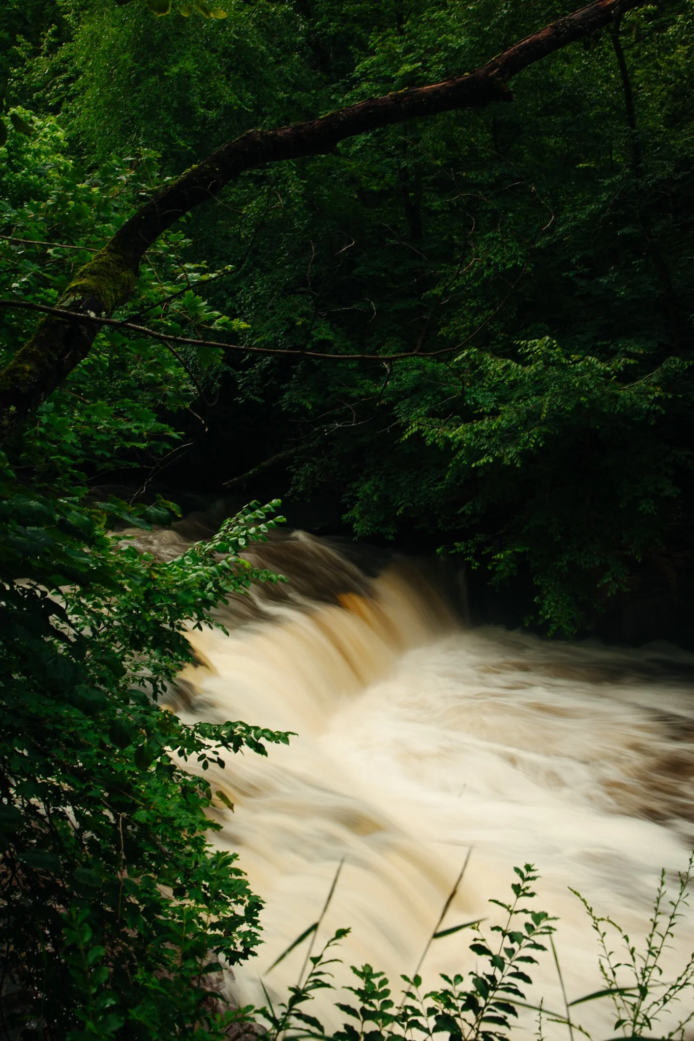 A flowing creek or river with white water surrounded by lush green trees and foliage in a forest.