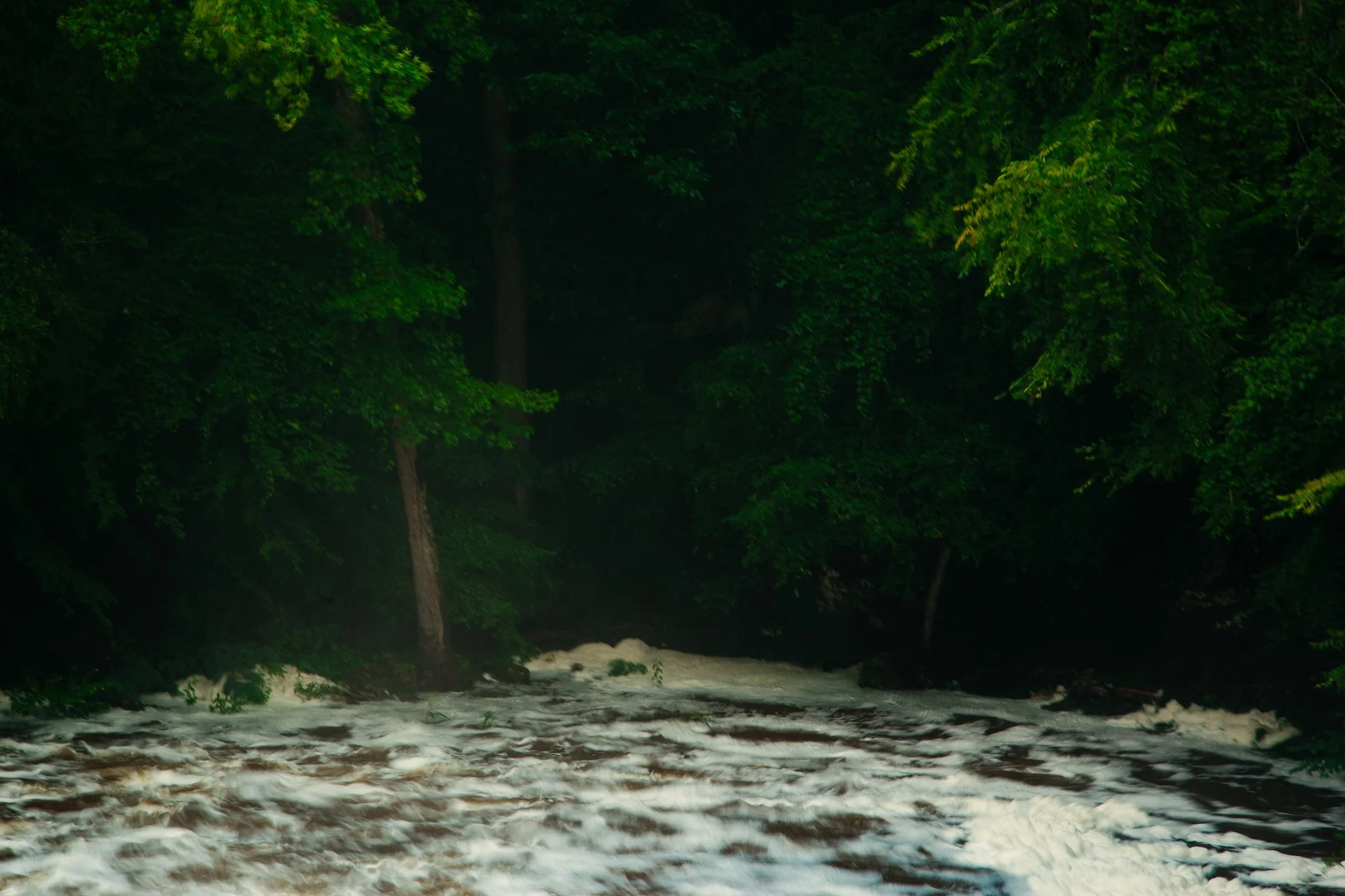 A river flowing through a dense green forest with tall trees and lush foliage.