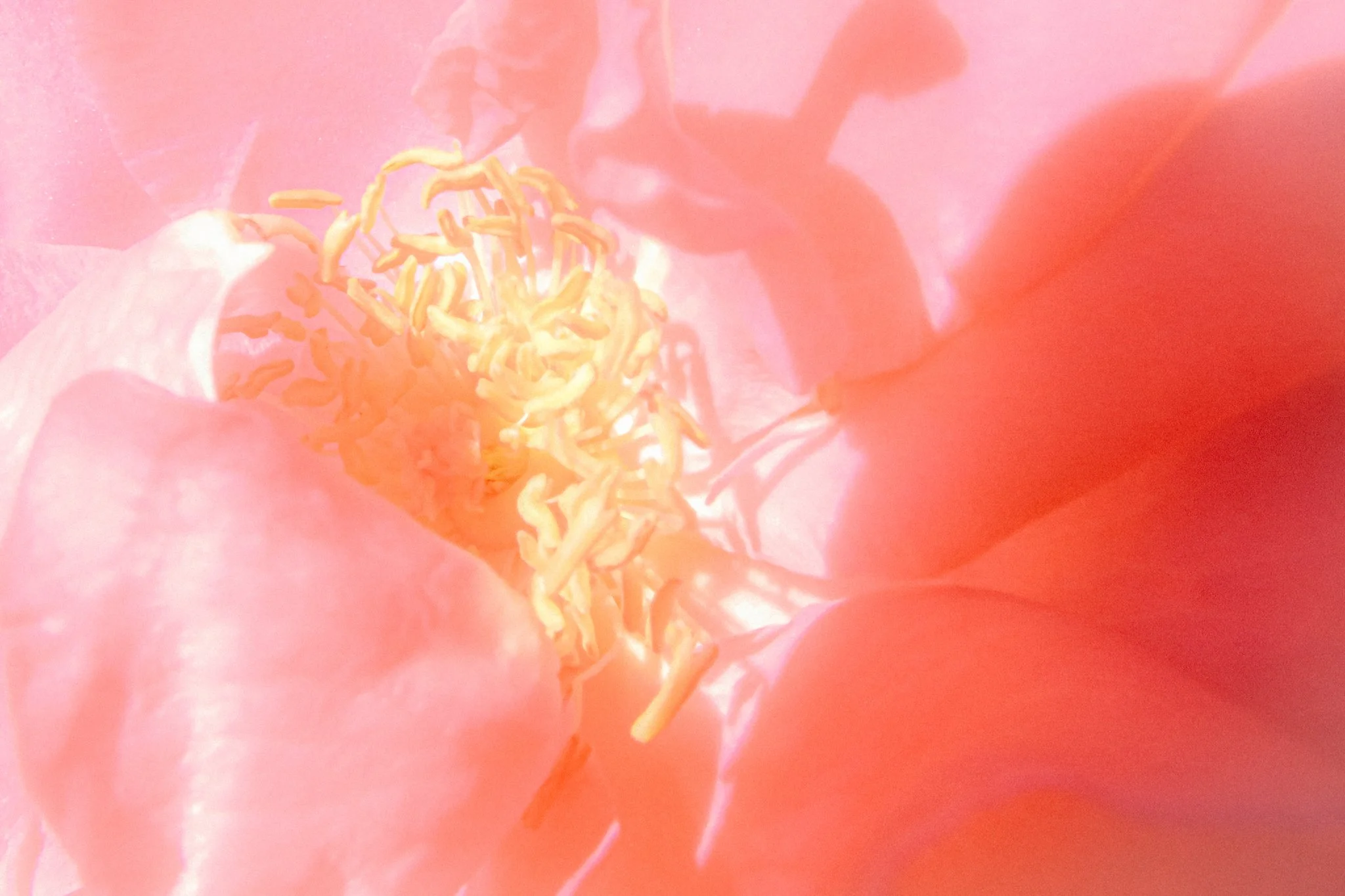 Close-up of a flower's reproductive parts, including yellow stamens and pistil, with pink petals in the background.