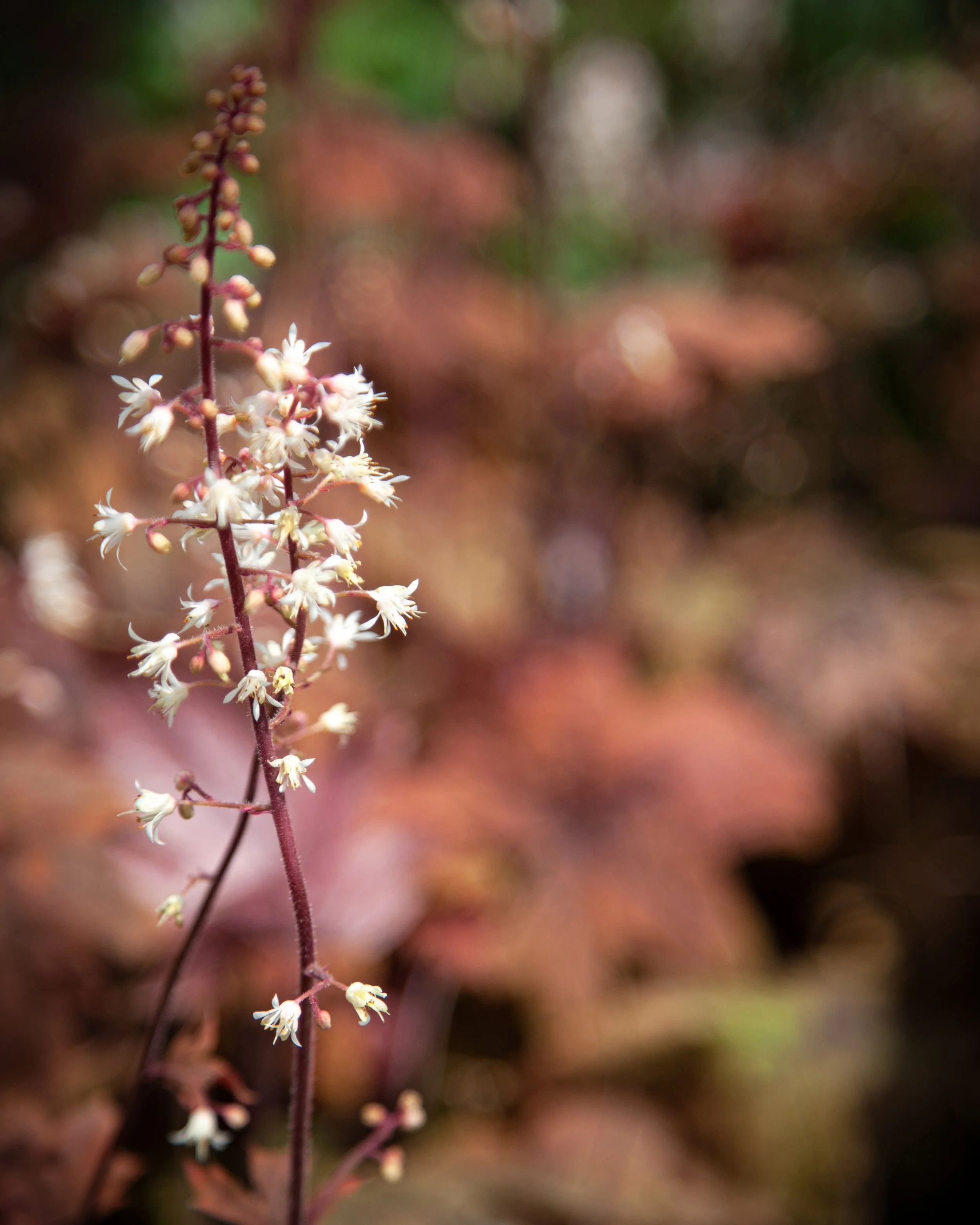 Close-up of a flowering plant with a reddish stem and small white flowers, blurred colorful background.