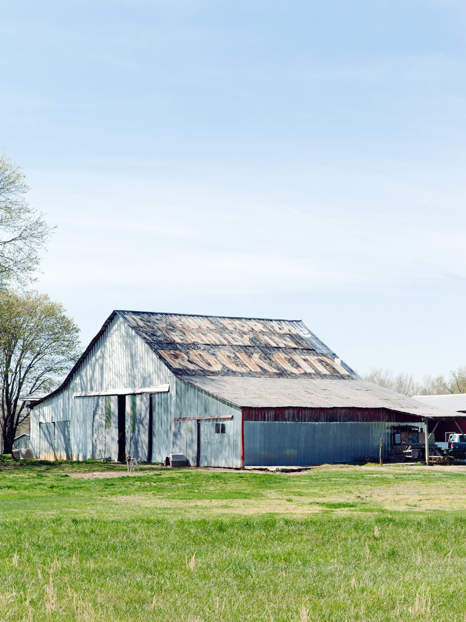 A large, weathered barn with a rusted metal roof and corrugated metal siding, situated in a grassy field with a dog nearby, under a blue sky with some clouds.