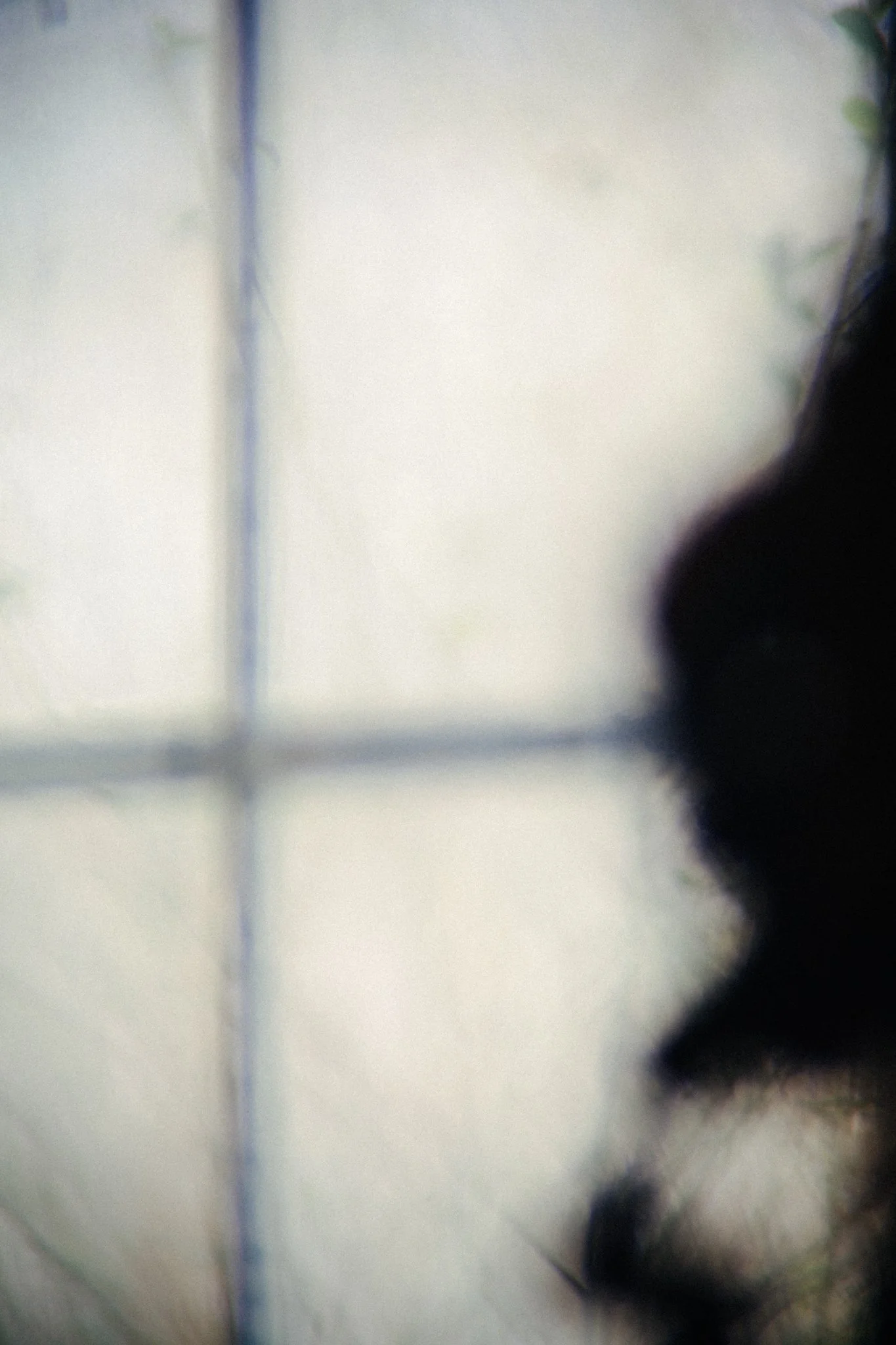 Close-up of a dark object, possibly a silhouette, against a bright, blurred background with faint green and blue hues.