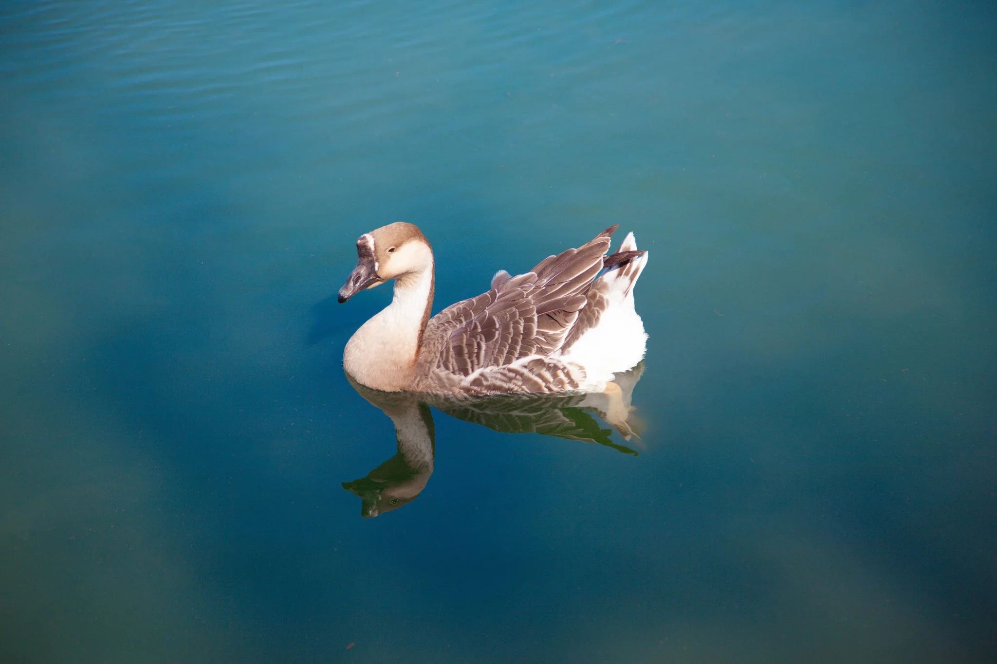 A Canada goose swimming in calm water, with a reflection visible on the surface.