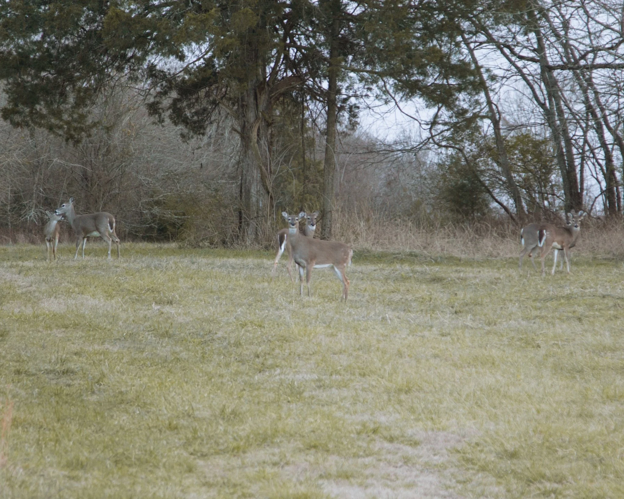 Deer grazing in a grassy field near a wooded area.