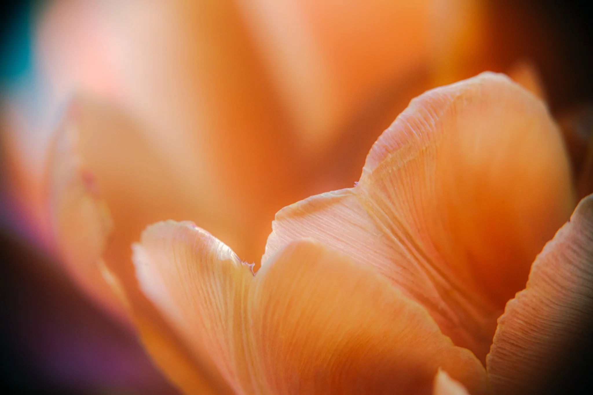 Close-up of orange gills of a mushroom.