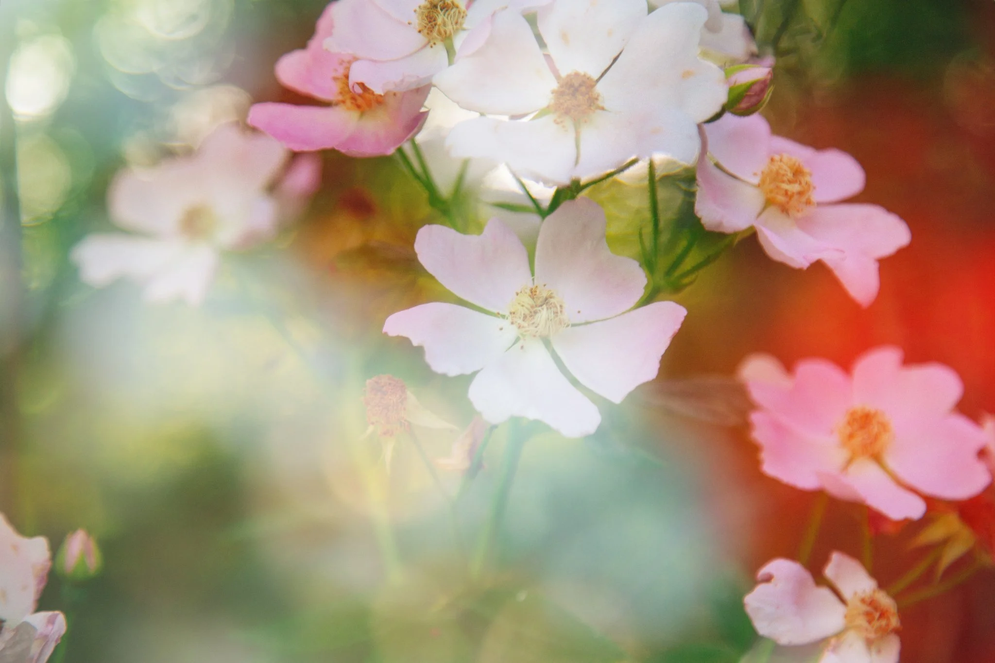 Close-up of pink and white flowers with yellow centers, blurred background with green and red hues.