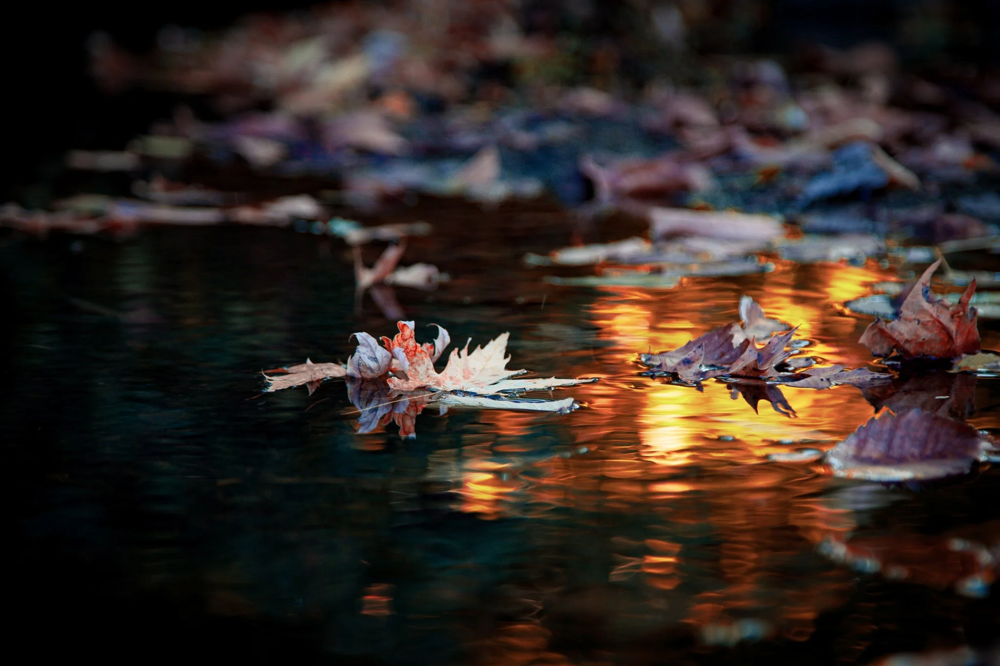 Fallen autumn leaves floating on a dark water surface with reflections of a warm sunset.