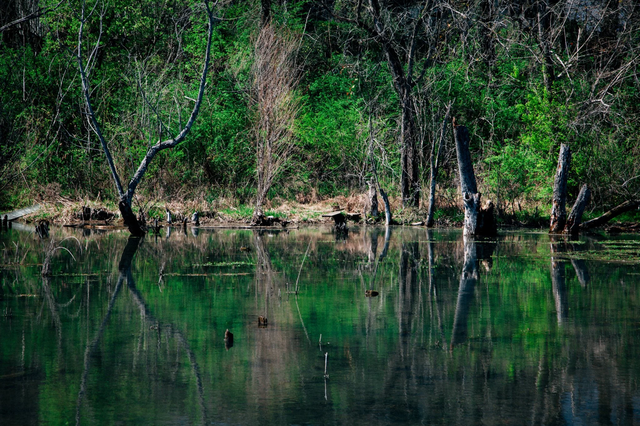 A reflective body of water in a wooded area with green foliage and several tree trunks, some partially submerged or leaning into the water.