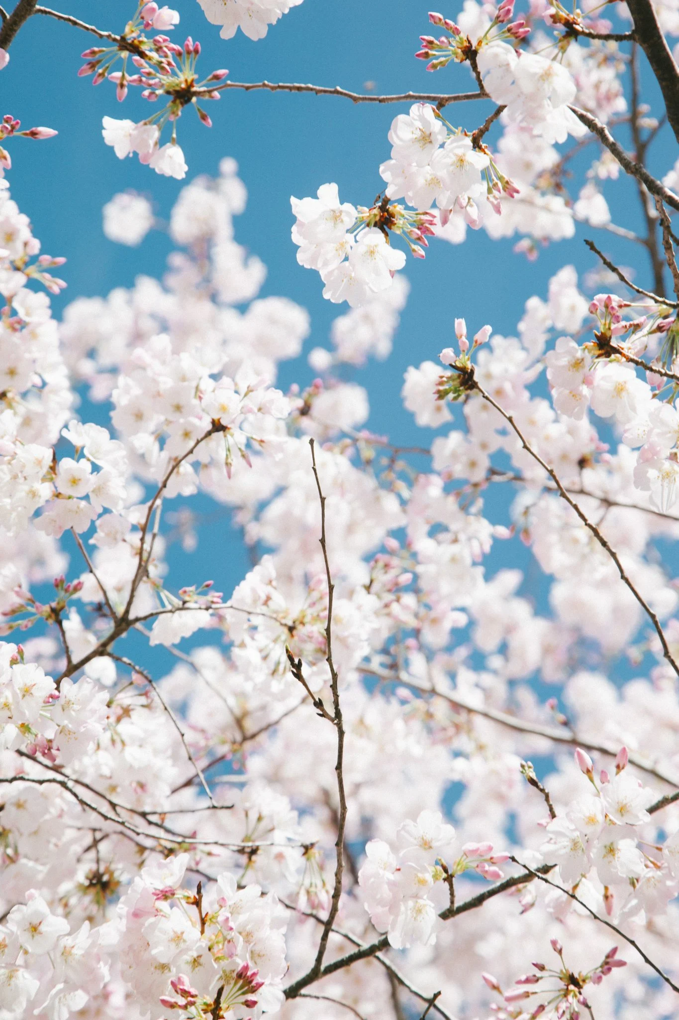 Close-up of cherry blossoms with white petals and pink buds against a clear blue sky.