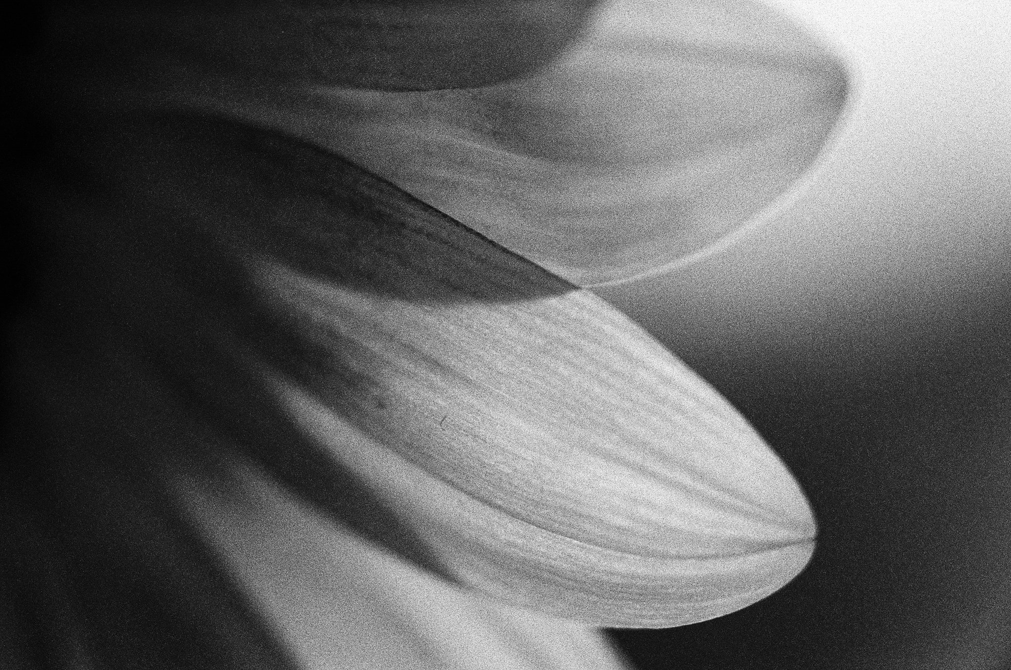 A close-up, black-and-white photo of a curved, layered surface, possibly a sculpture or abstract art piece, with smooth textures and gentle shading.