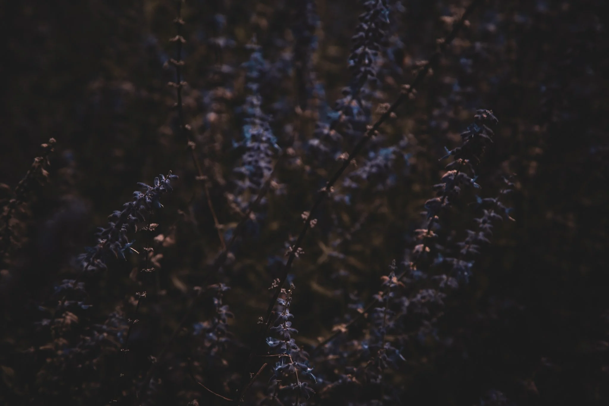 Close-up of dried lavender flowers in low light or at dusk.