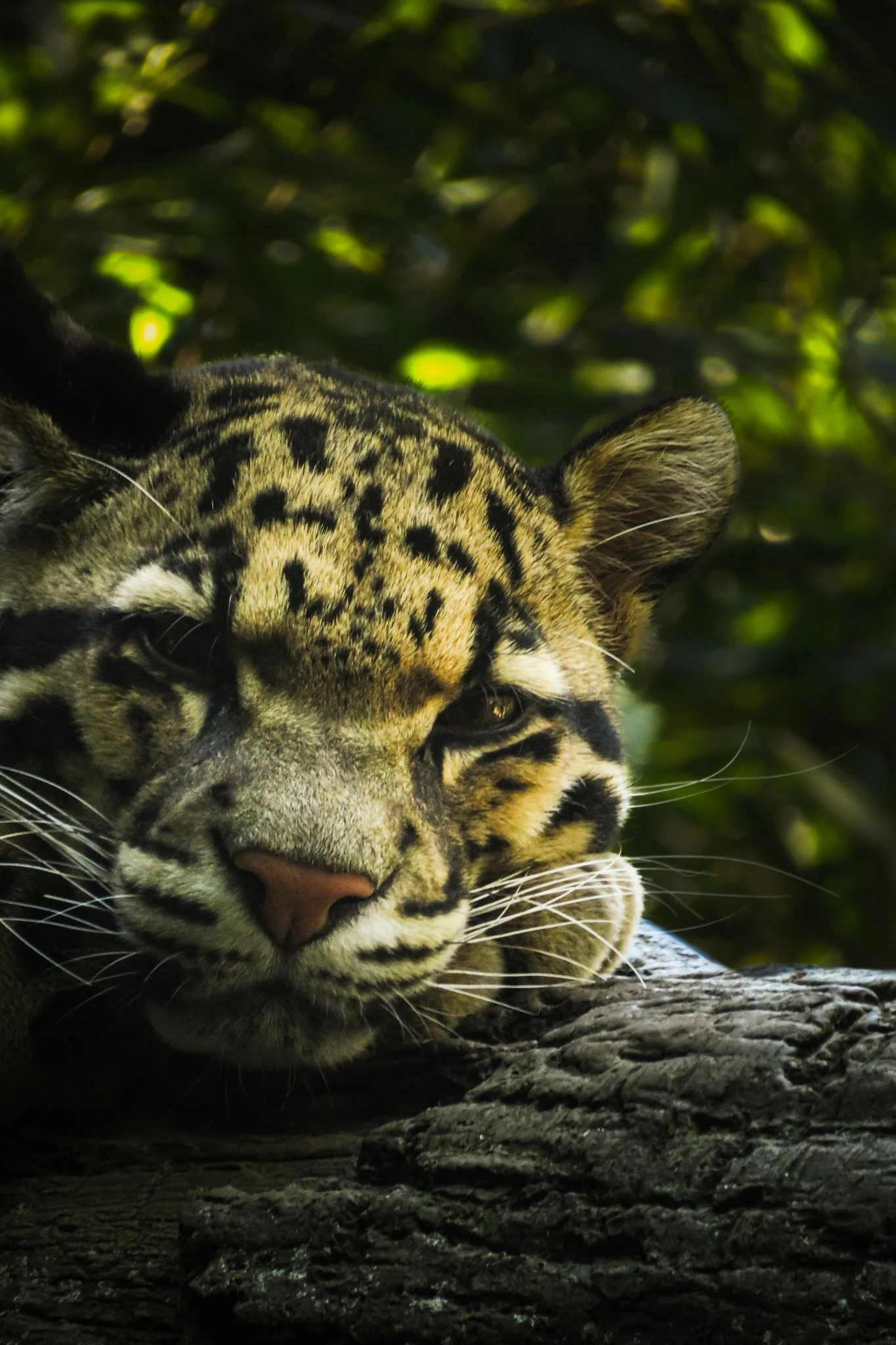 A close-up image of a tiger relaxing with its eyes closed. The tiger's face and part of its body are visible, showing its orange and black striped fur. The background consists of green foliage, and the tiger appears to be resting on a tree trunk or l