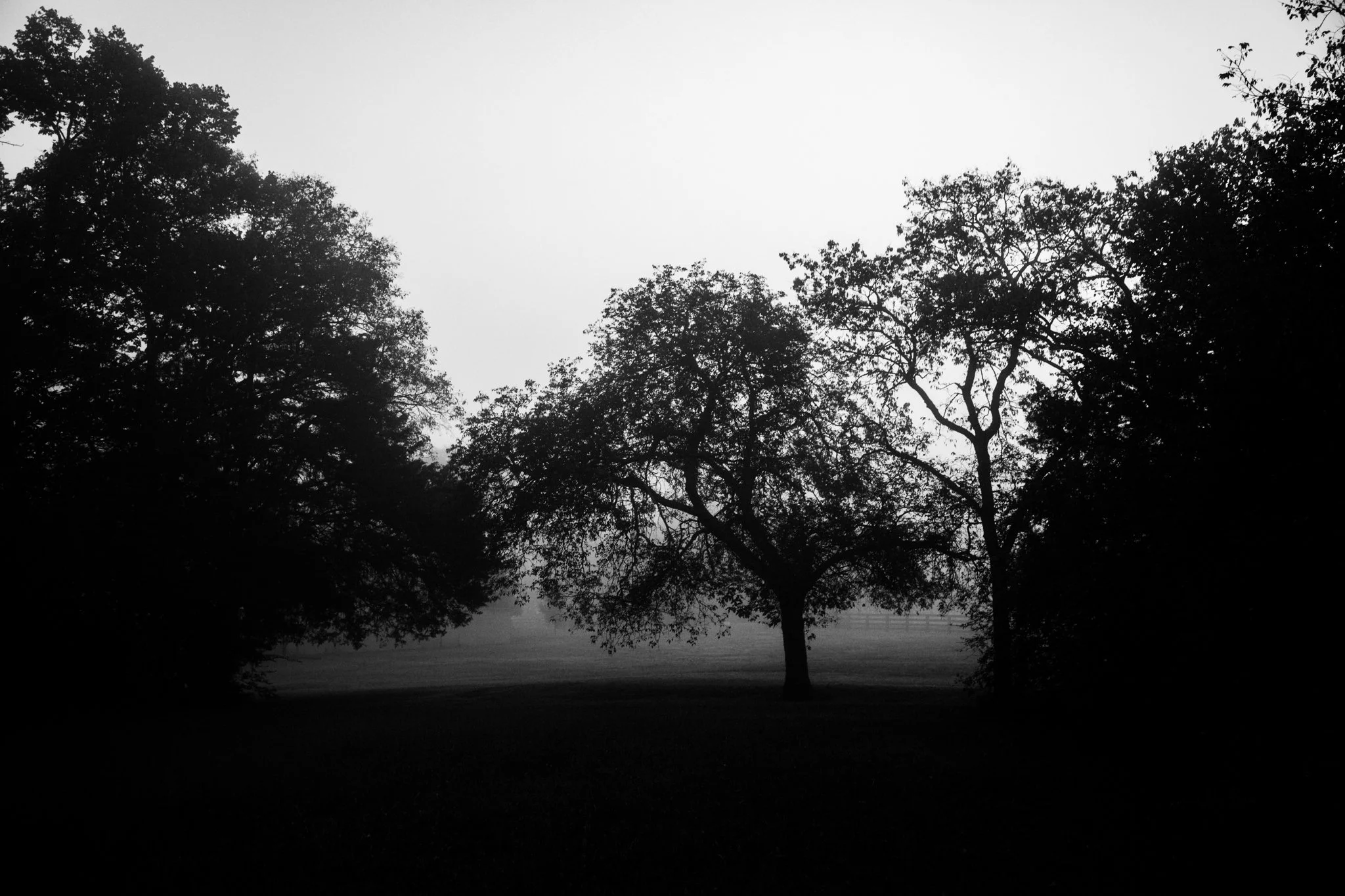 Silhouettes of trees on a foggy day or evening, creating a stark black contrast against a light sky.