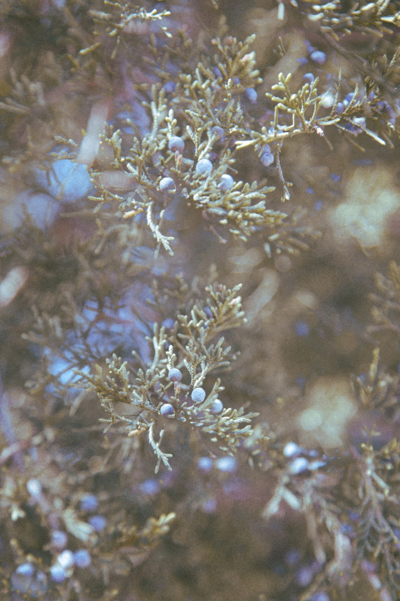 Close-up of moss and tiny purple berries on a branch with blurred background.