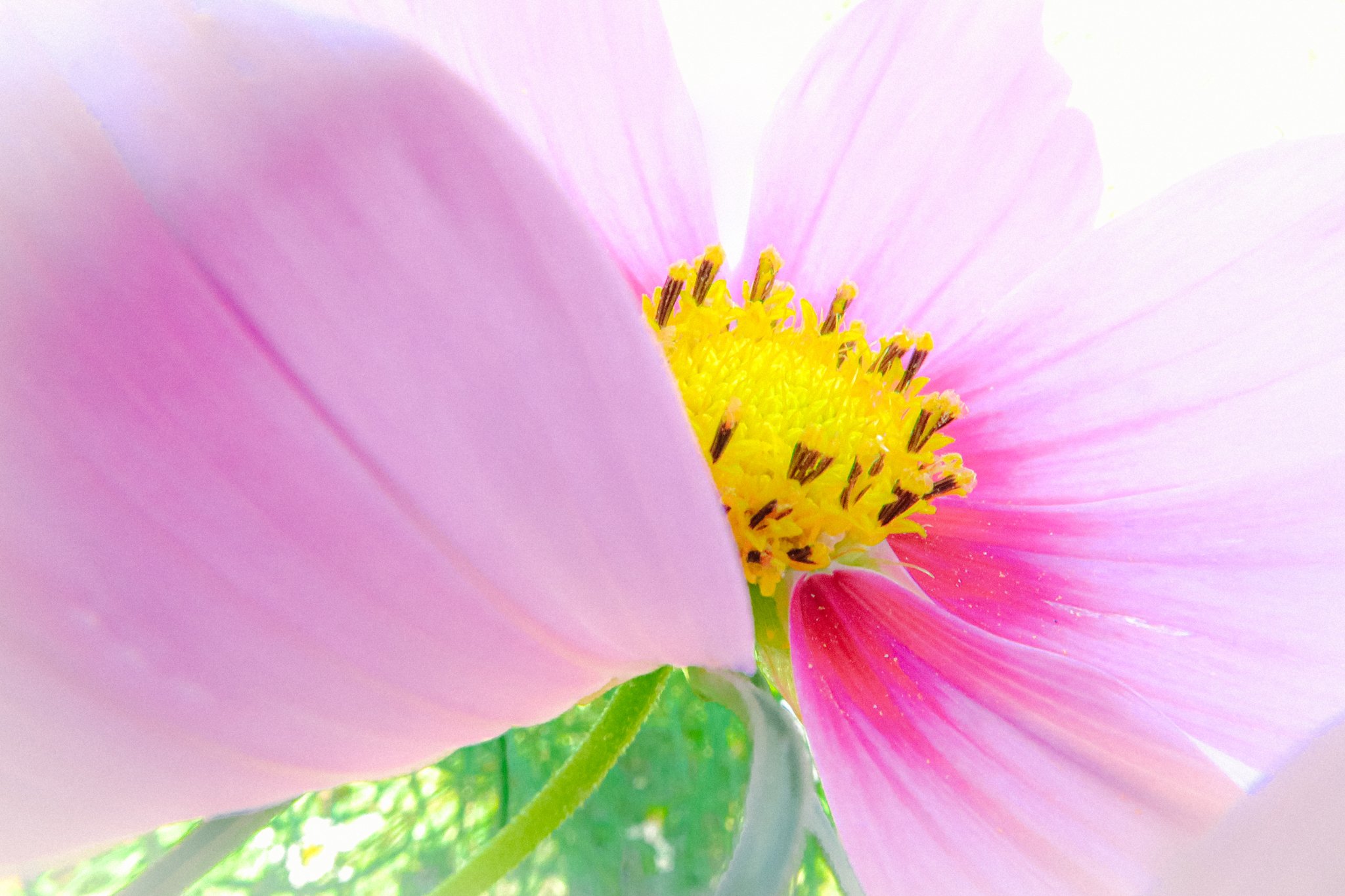 Close-up of a pink flower with yellow and dark anther stamens at the center, soft petals surrounding the stamen.