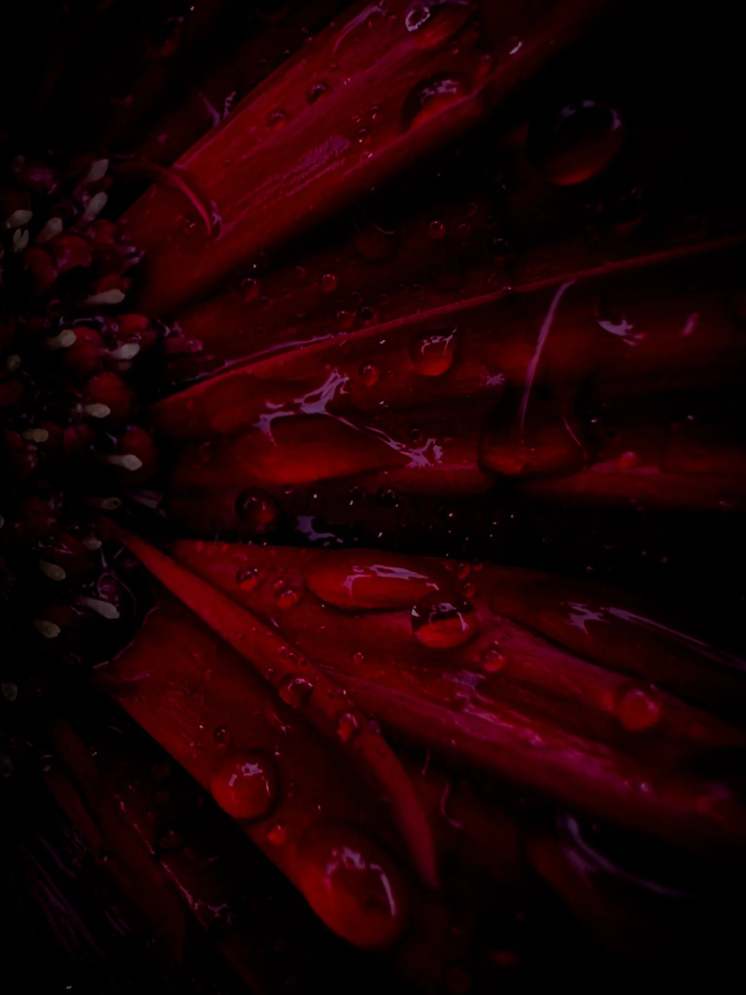 Close-up of a deep red flower petal with water droplets on it, dark background.