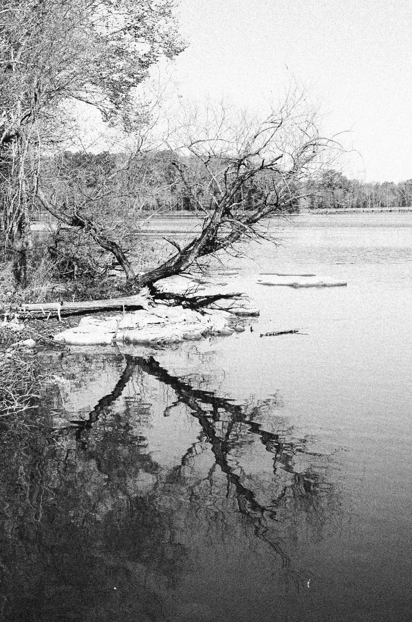 A black and white photo of a tree leaning over a body of water, with its reflection visible in the water's surface.