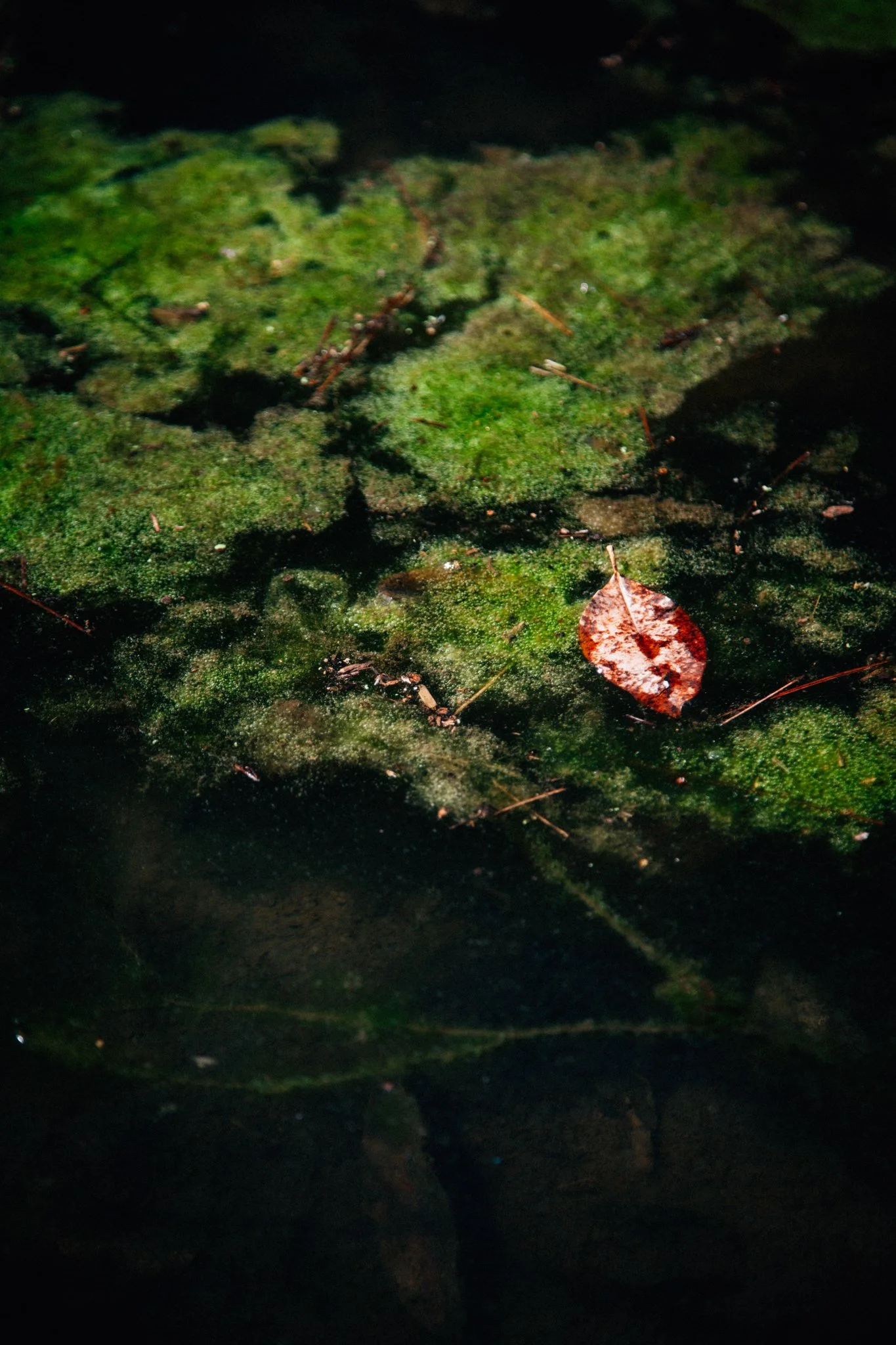 Close-up of green moss and a brown leaf on a dark water surface, surrounded by natural debris.