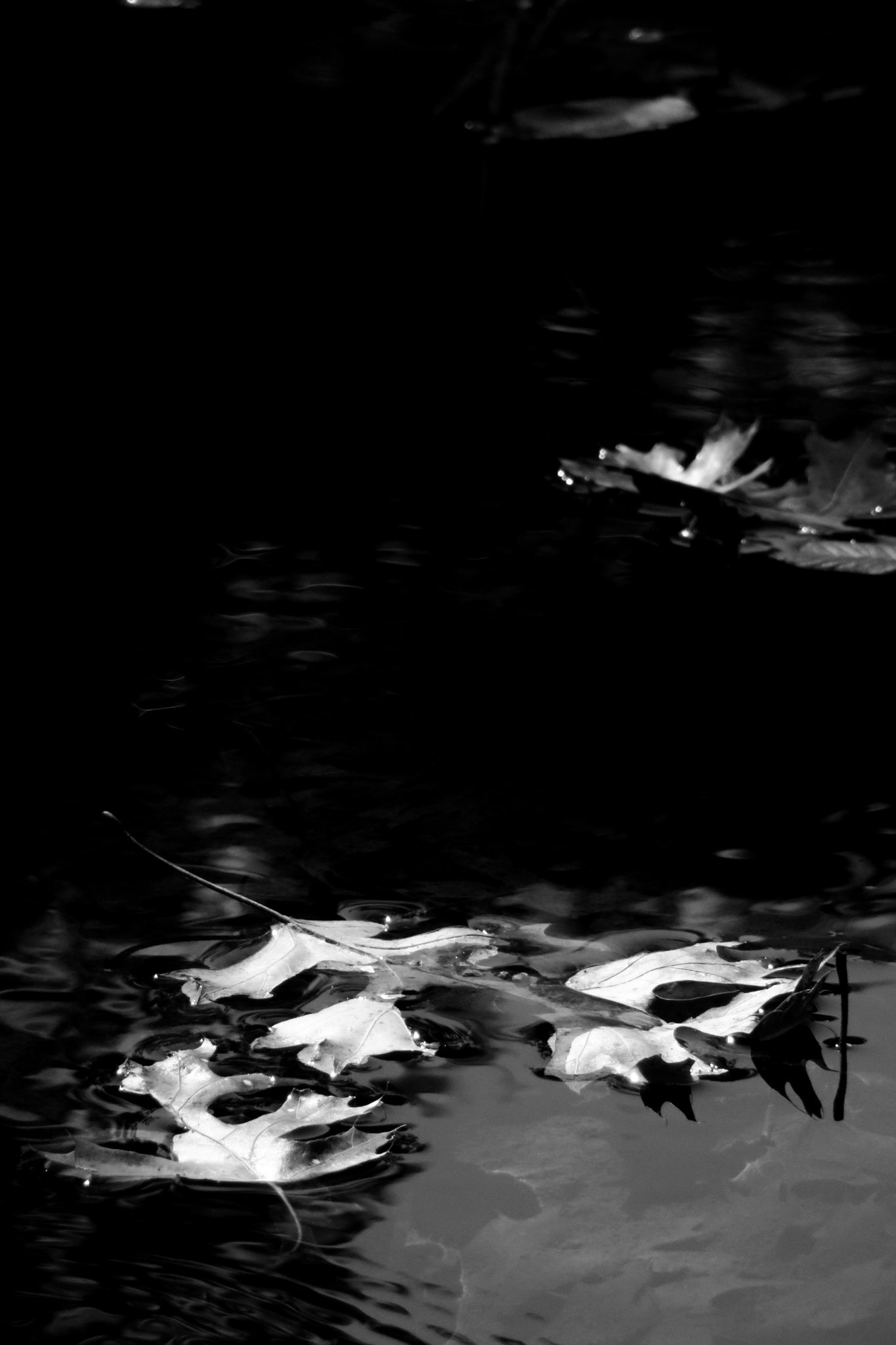 Black and white image of water with floating leaves and a string or wire submerged in the water.
