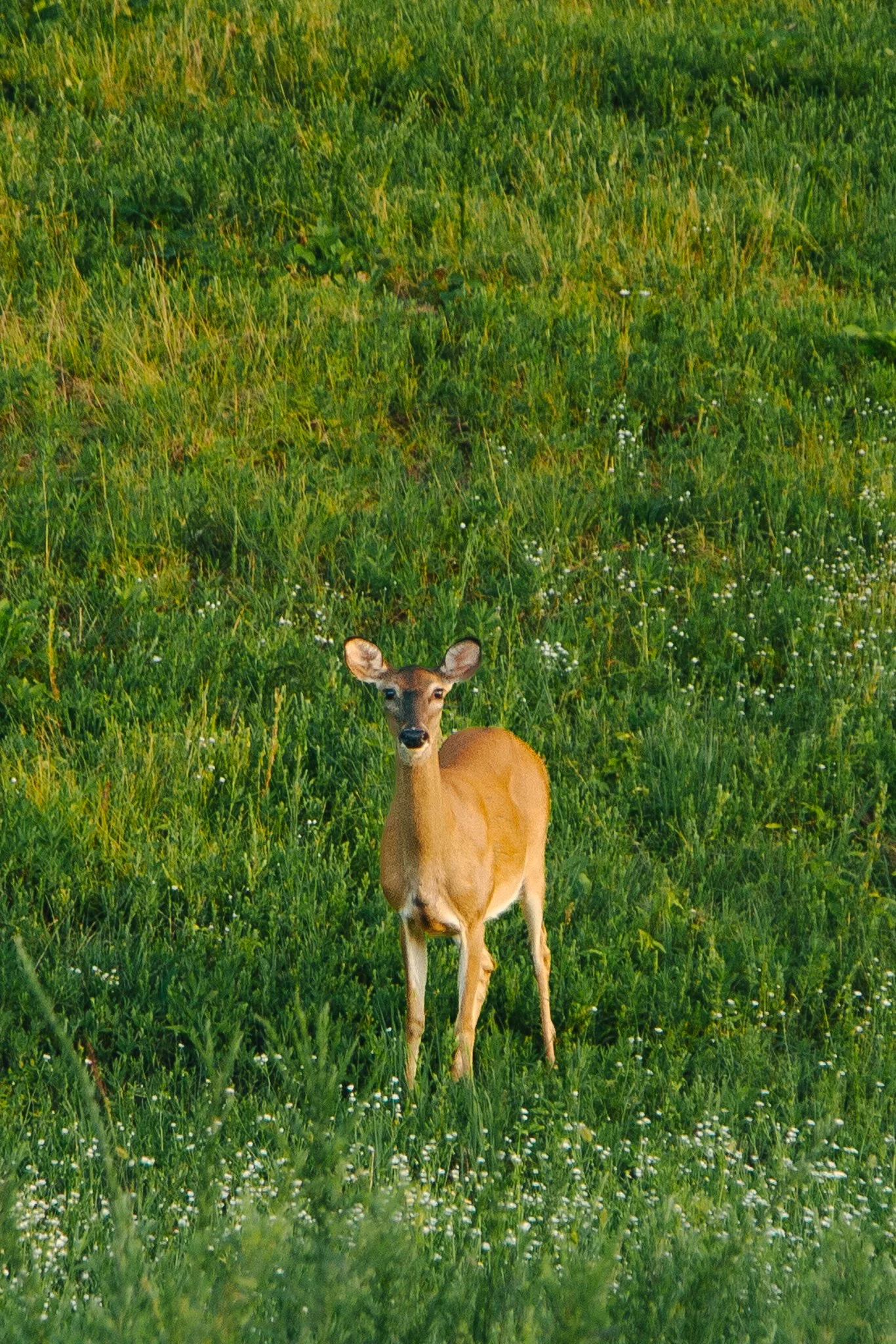 A young deer with large ears standing in a grassy field with small white flowers.