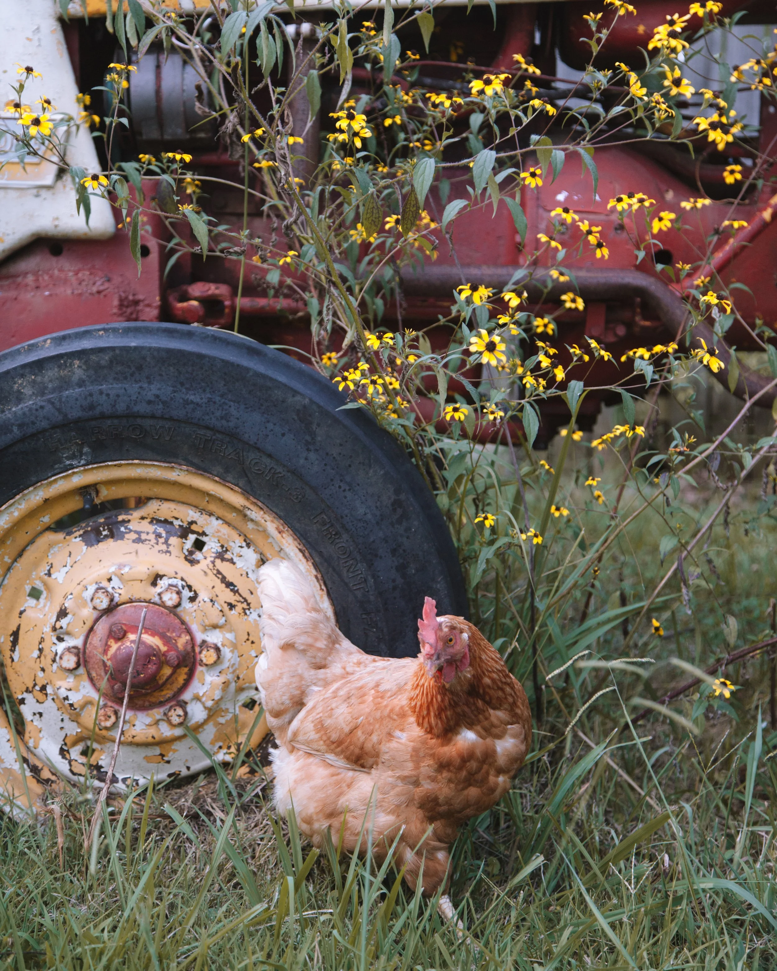 A brown hen standing in tall grass in front of a rusty tractor wheel and yellow flowers.
