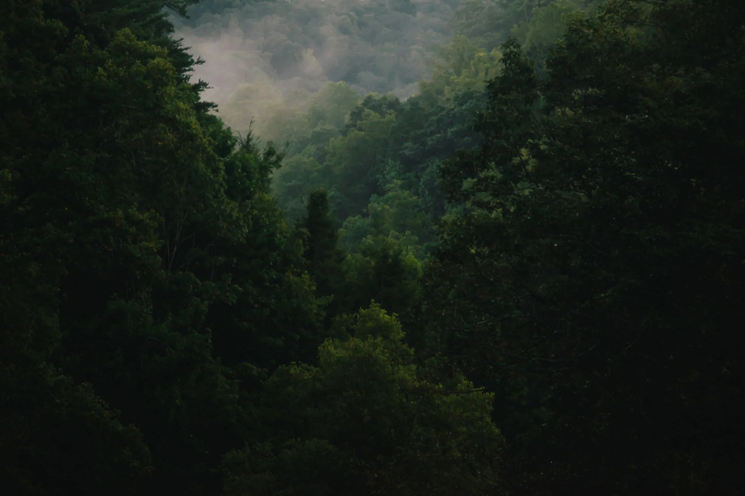 Dense green forest on a mountain with mist in the background.
