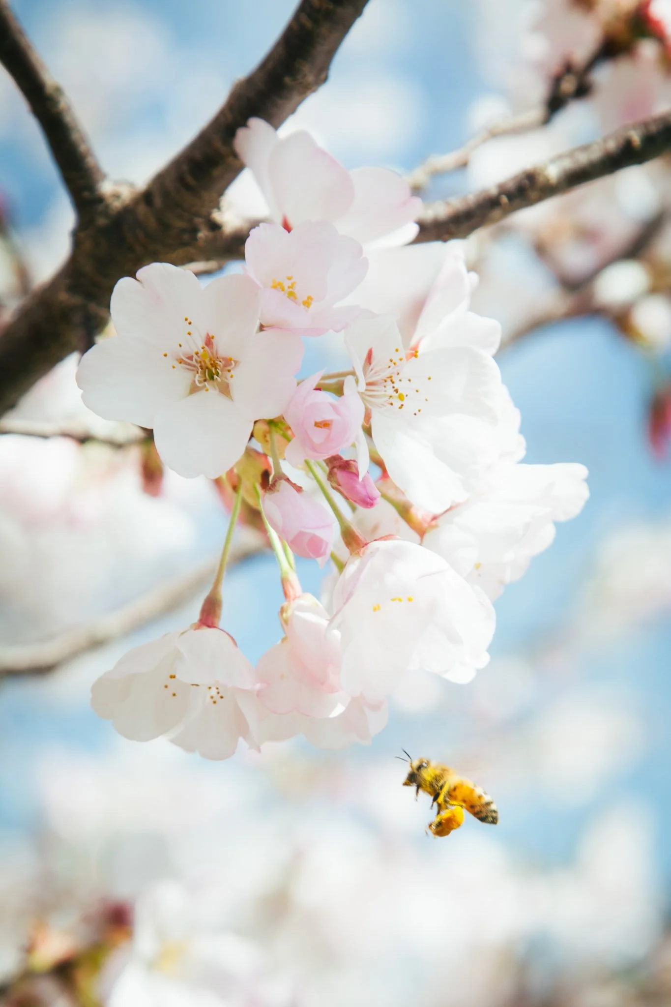 Close-up of cherry blossoms in bloom with a bee pollinating, clear blue sky in background.