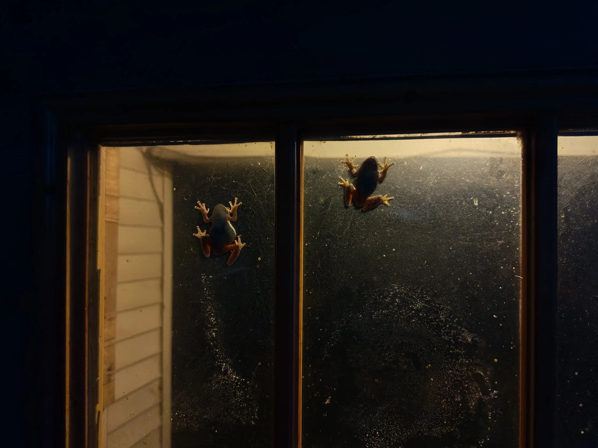 Two frogs are on a windowsill seen from inside. One frog is climbing up the glass while the other is sitting lower, facing the glass, with a yellowish background behind them.